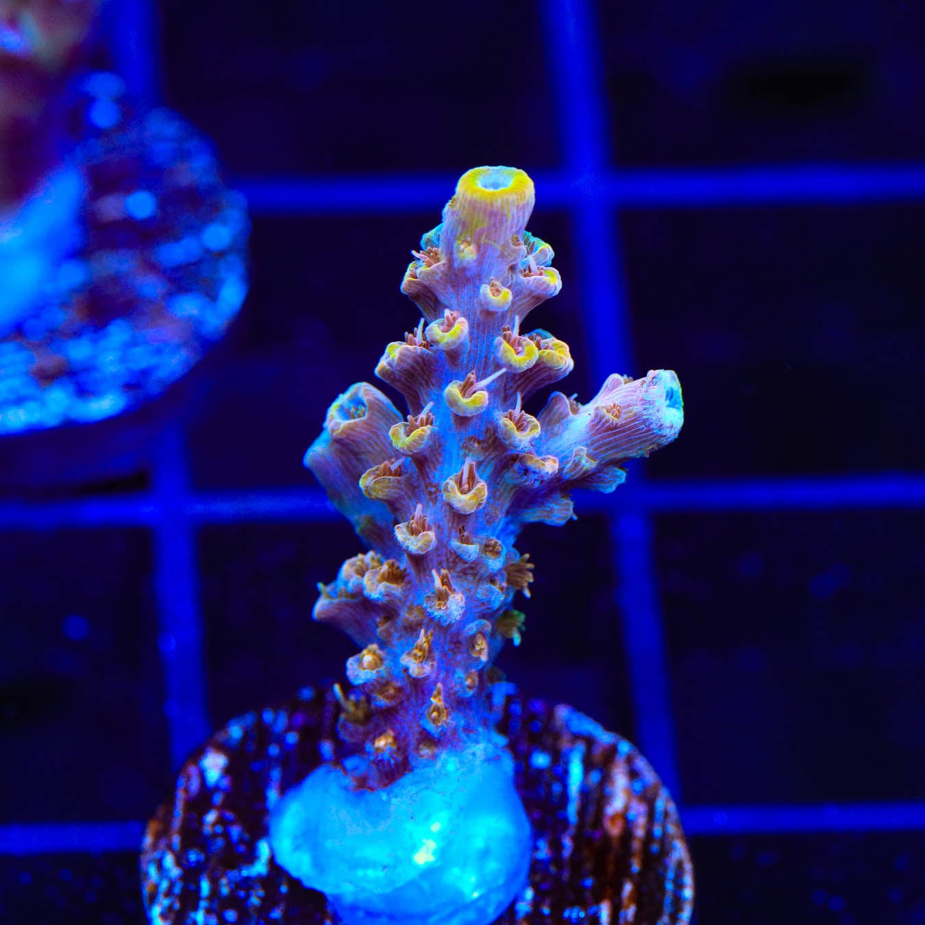 Premium CC Voodoo Majick Acropora Coral for Saltwater Aquariums - Vibrant SPS Coral for Reef Tanks & Marine Aquascaping