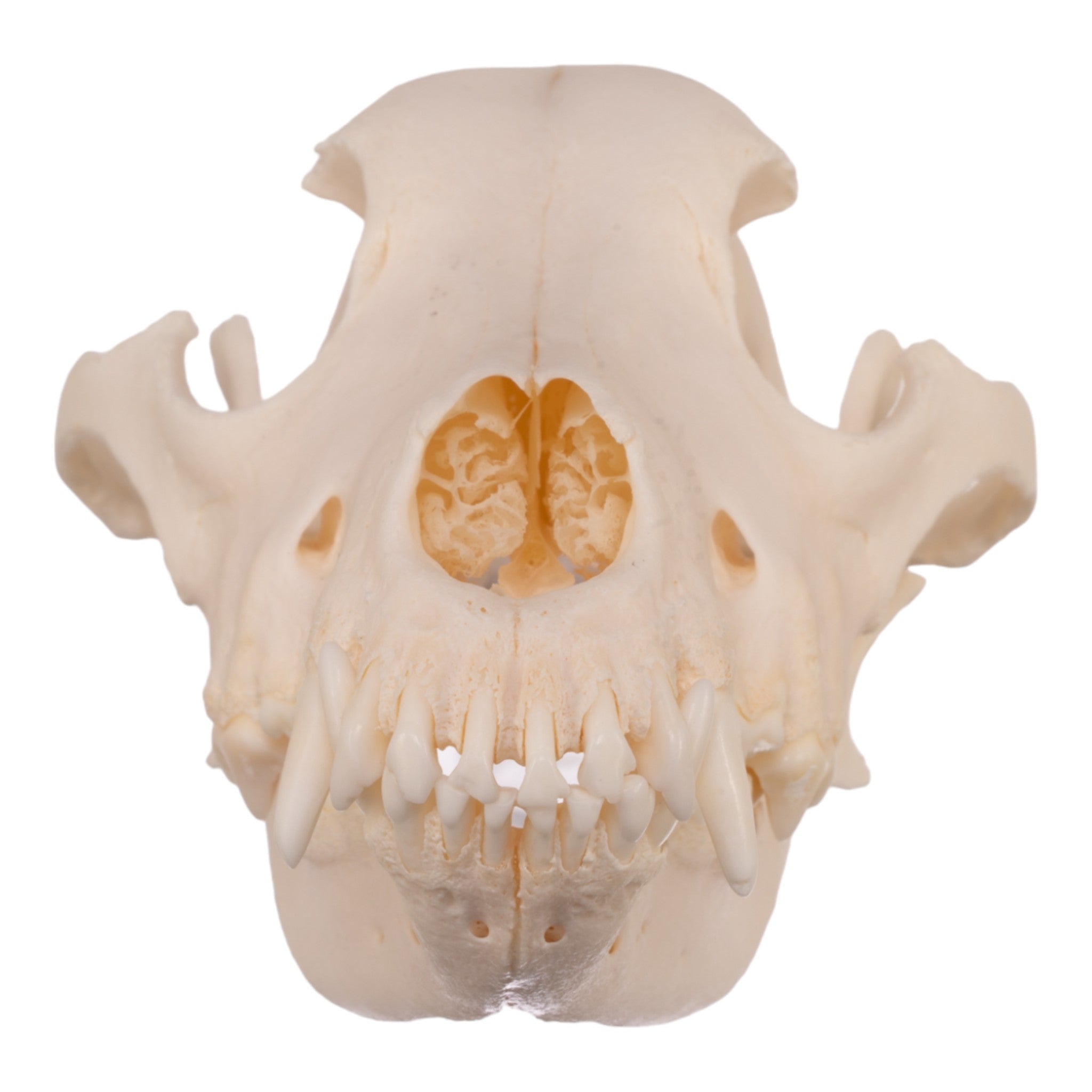 Authentic Alaskan Malamute Dog Skull - Real Domestic Canine Specimen for Veterinary Study, Taxidermy & Educational Display