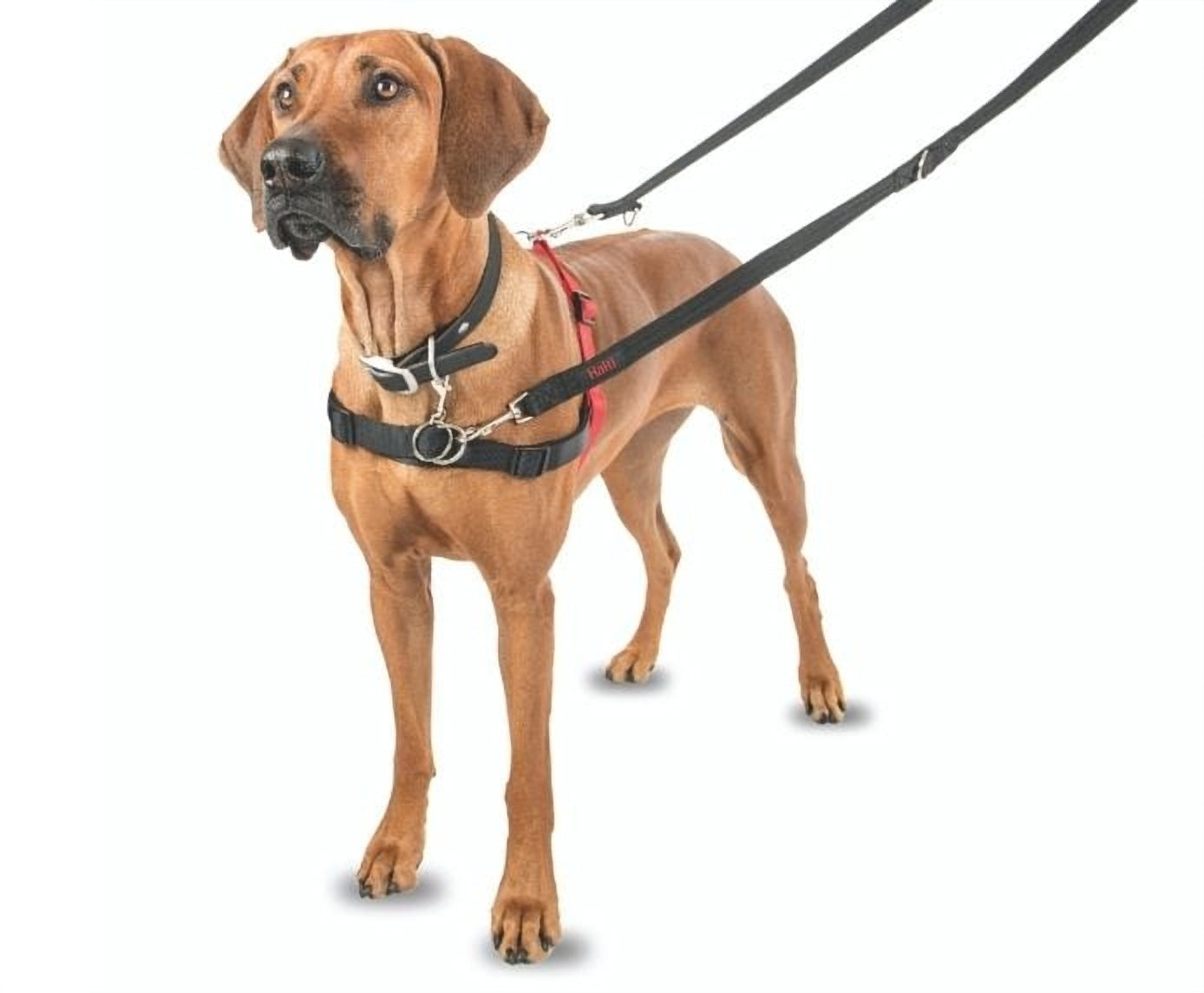 Company of Animals Halti Front Control Dog Harness - No-Pull Training Harness for Medium & Large Dogs - Perfect for Walking, Training & Outdoor Adventures