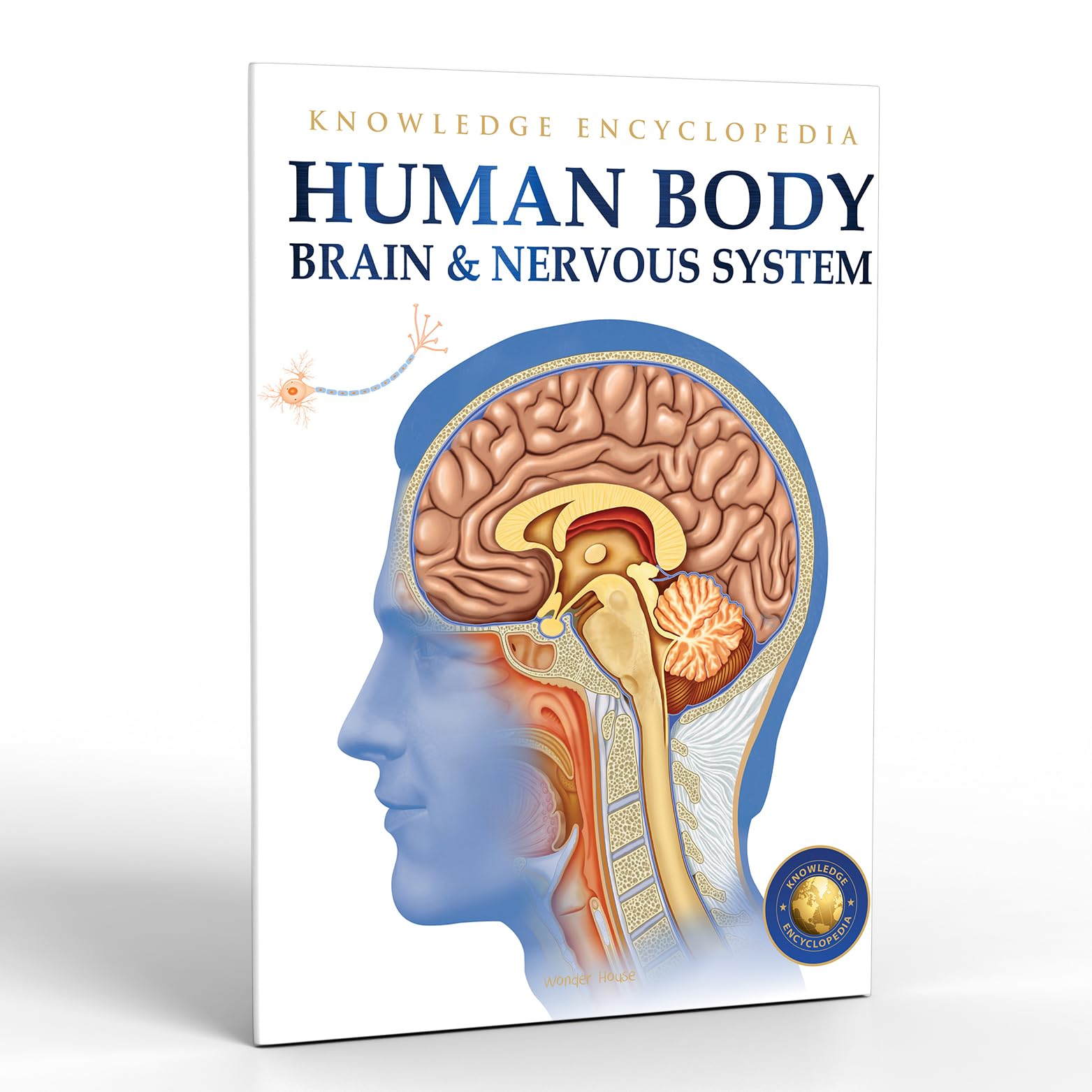Human Body: Brain and Nervous System - Kids Educational Encyclopedia | Science Learning for Children | Perfect for Homeschooling & Classroom Use