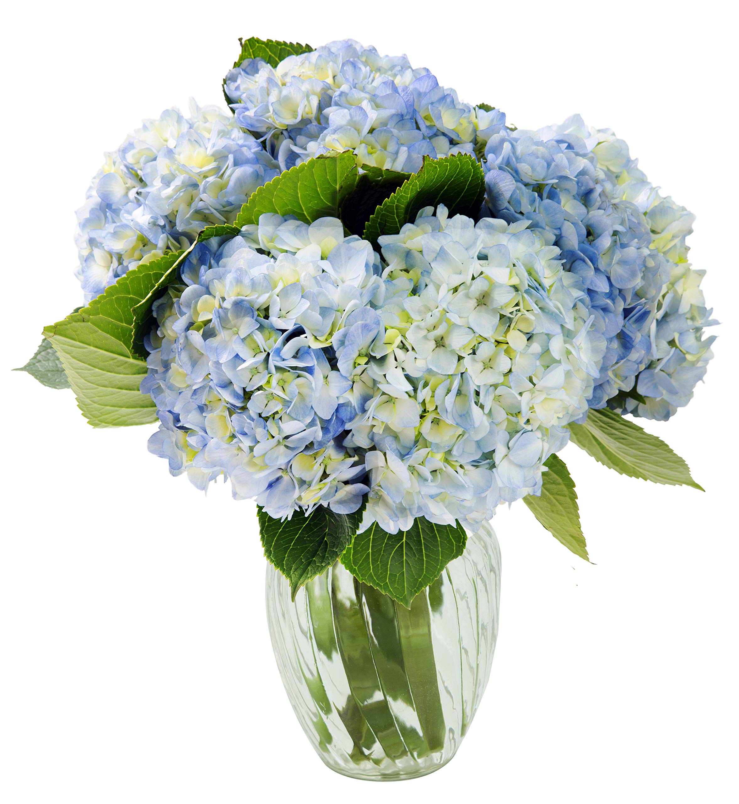 KaBloom Flowers - Easter Collection - Fresh Blue Hydrangea Bouquet (6 Stems with Vase) - Perfect Gift for Birthday, Anniversary, Thank You, Valentine's Day & Mother's Day - Ideal for Home Decor, Wedding Centerpieces & Office Floral Arrangements