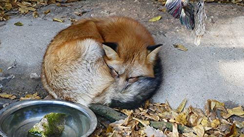 20x30 Inch Laminated Fox Rest Poster - Vibrant Colors & High-Quality Print for Home Decor - Perfect for Living Room, Bedroom or Office Wall Art