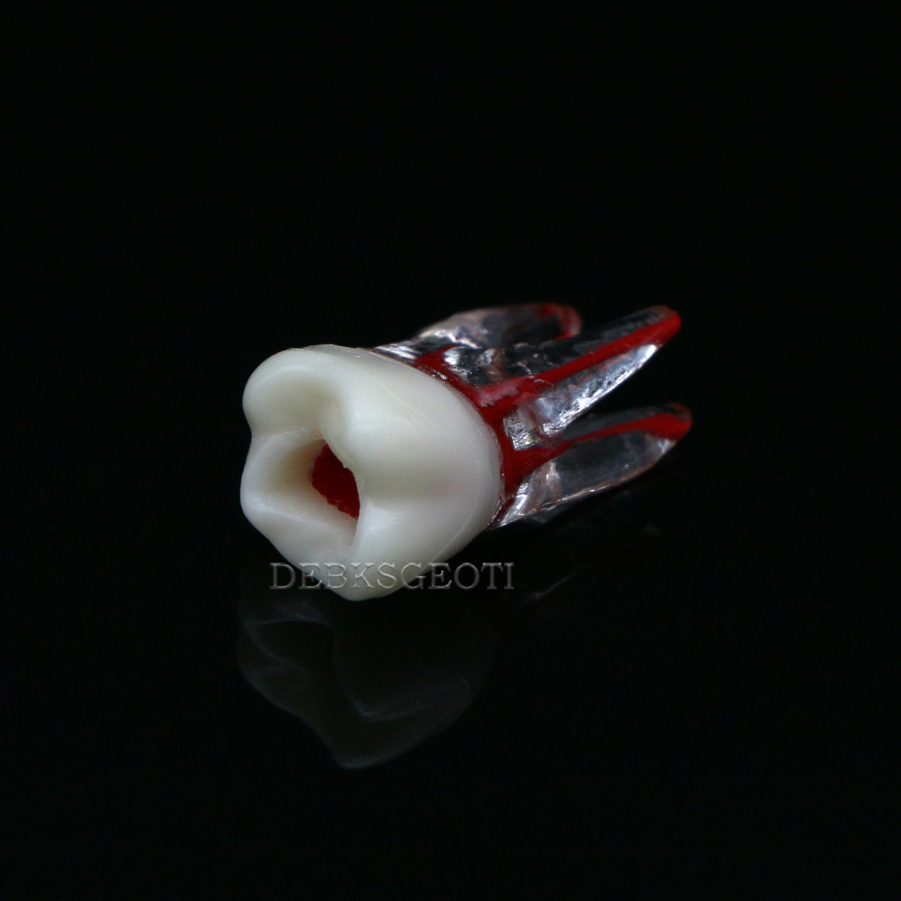 10Pcs Dental Root Canal Practice Teeth Model - 1:1 Typodont Standard M8008 for Endodontic Training, Study & Teaching | Perfect for Dental Students, Professionals & Classroom Demonstrations