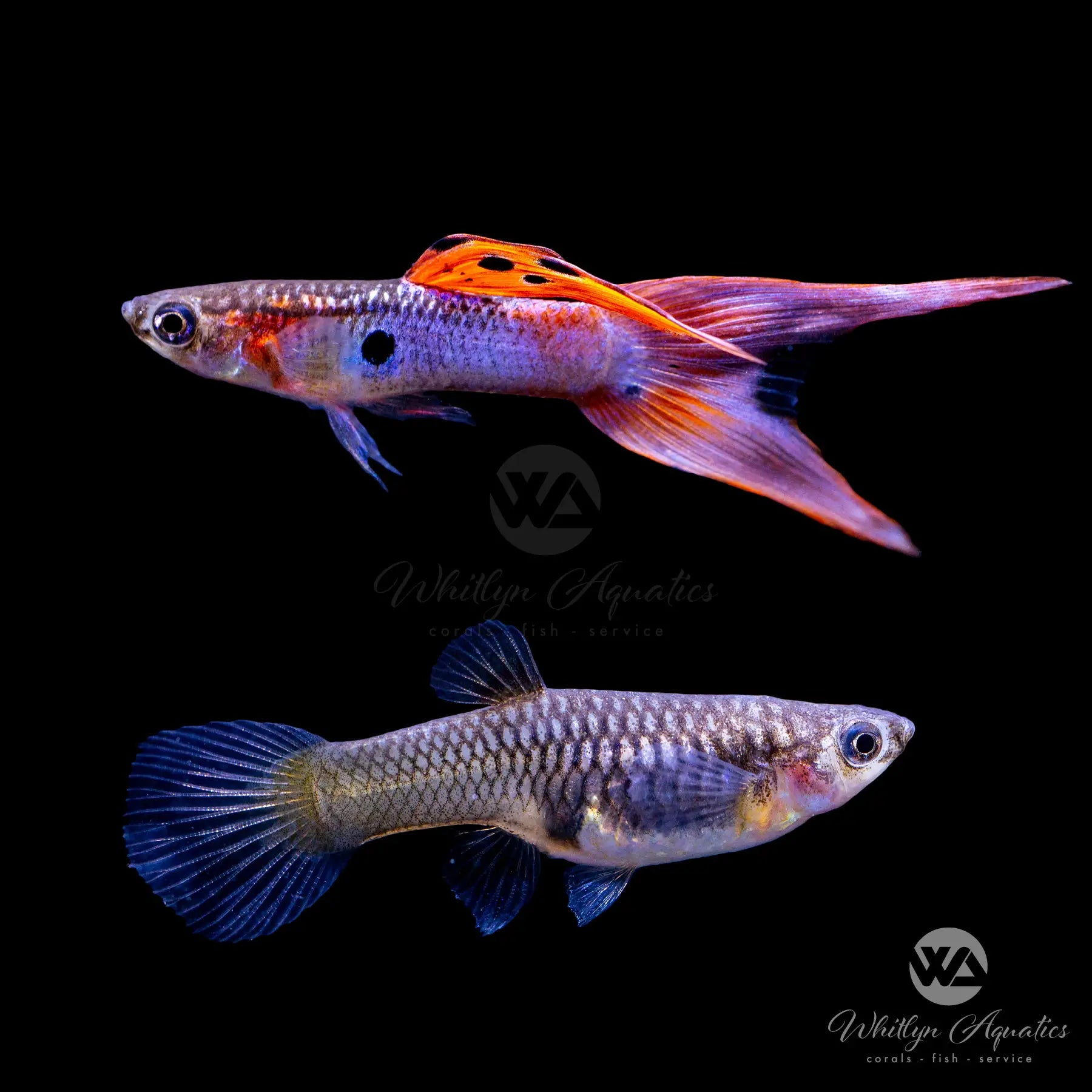 Premium Japan Blue Red Double Sword Guppy Pair (1 Male 1 Female) - Poecilia Reticulata for Aquarium & Fish Tank Decoration