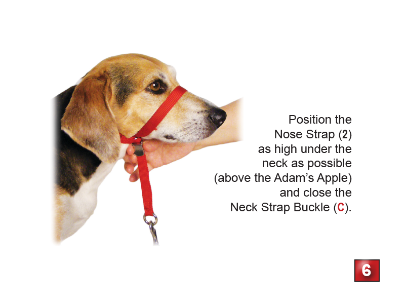 Gentle Leader Headcollar - No-Pull Dog Training Collar for Large & Small Dogs | Perfect for Walking, Training & Behavioral Control
