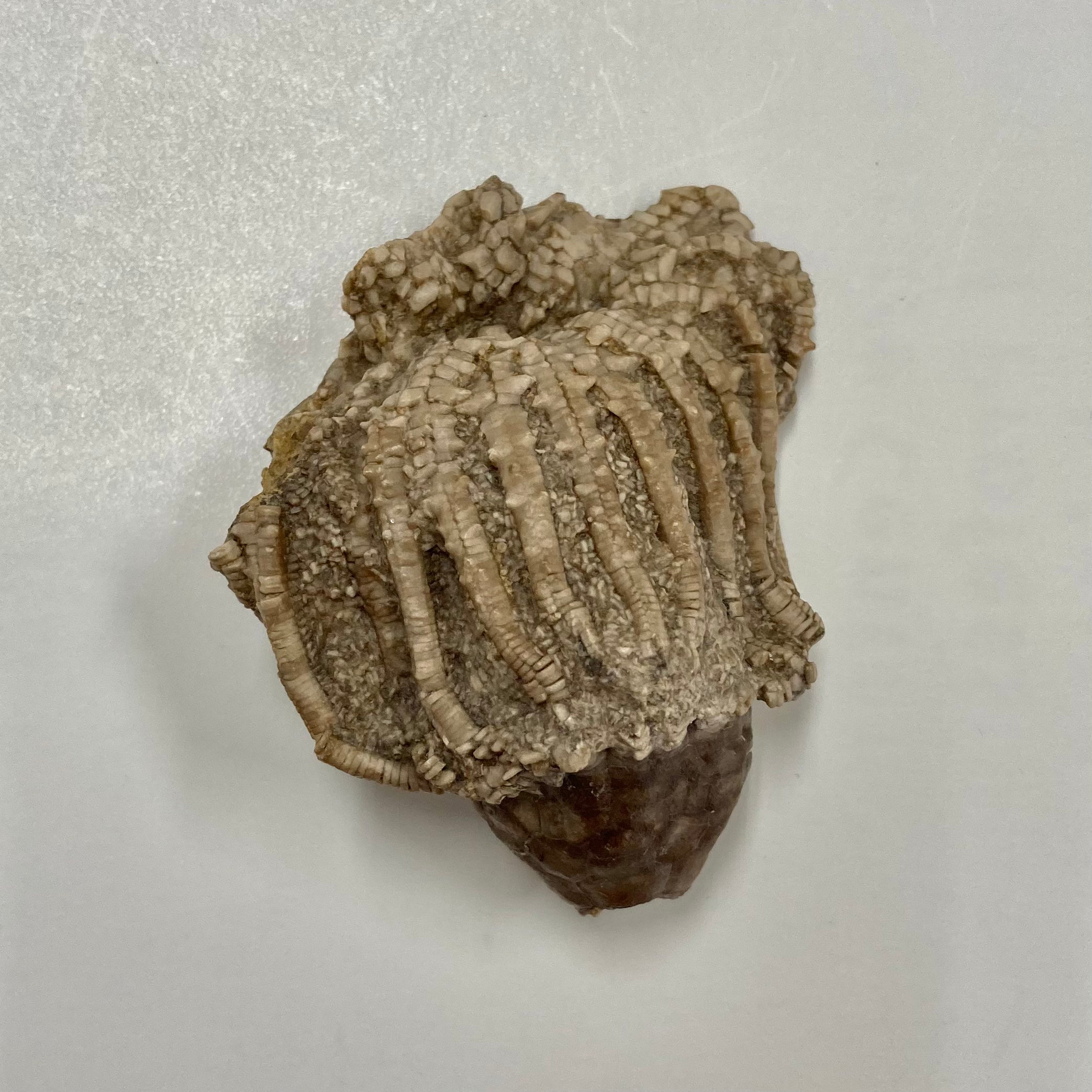 Fossilized Crinoid Eretmocrinus Tentor - Ancient Marine Fossil Specimen for Collectors, Paleontology Study & Home Decor