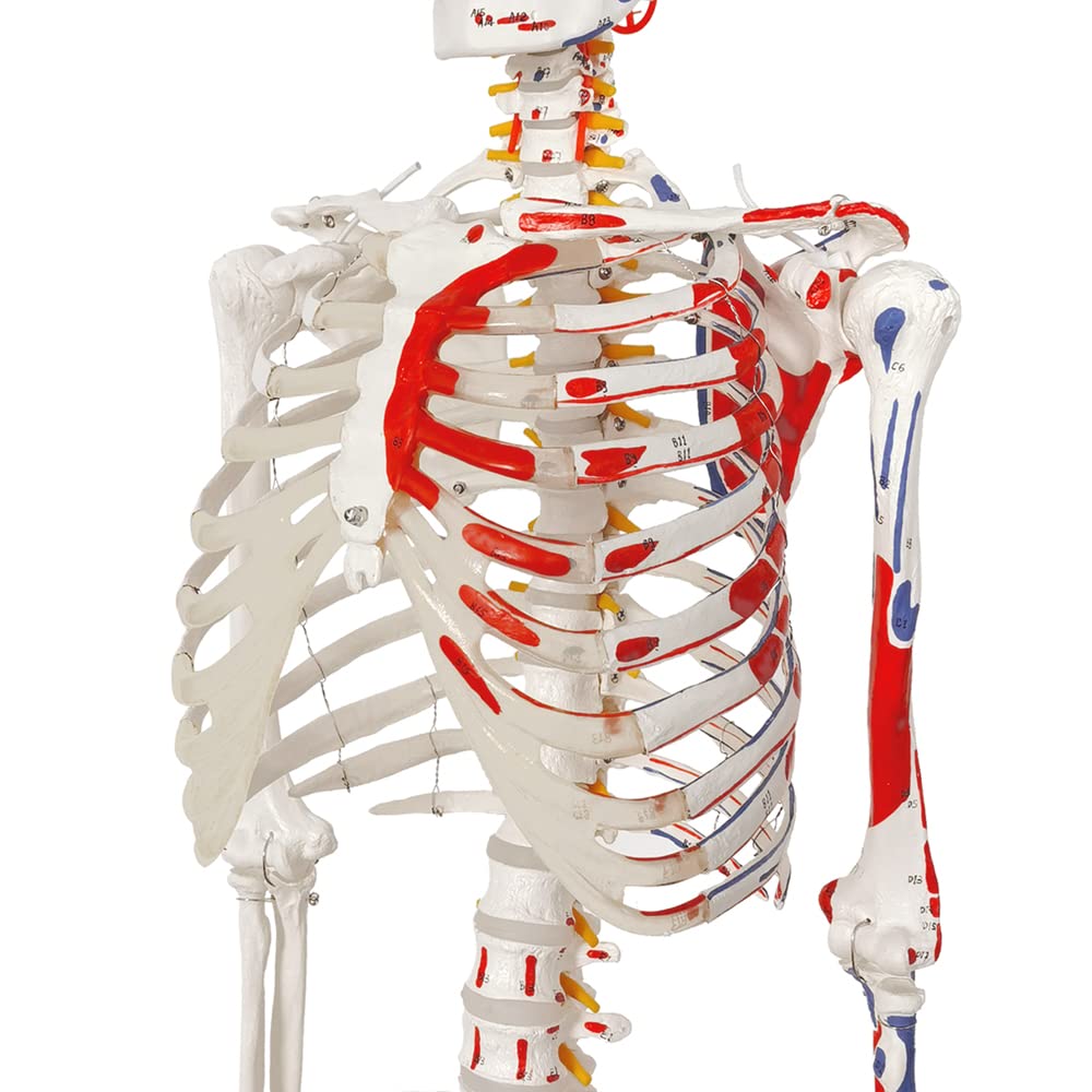 2025 New Life-Size Human Skeleton Model - Medical Anatomical Skeleton with Spinal Nerves & Muscle Attachments - Includes Rolling Stand for Doctors & Medical Students - Perfect for Anatomy Study, Classroom Demonstrations & Medical Office Decor