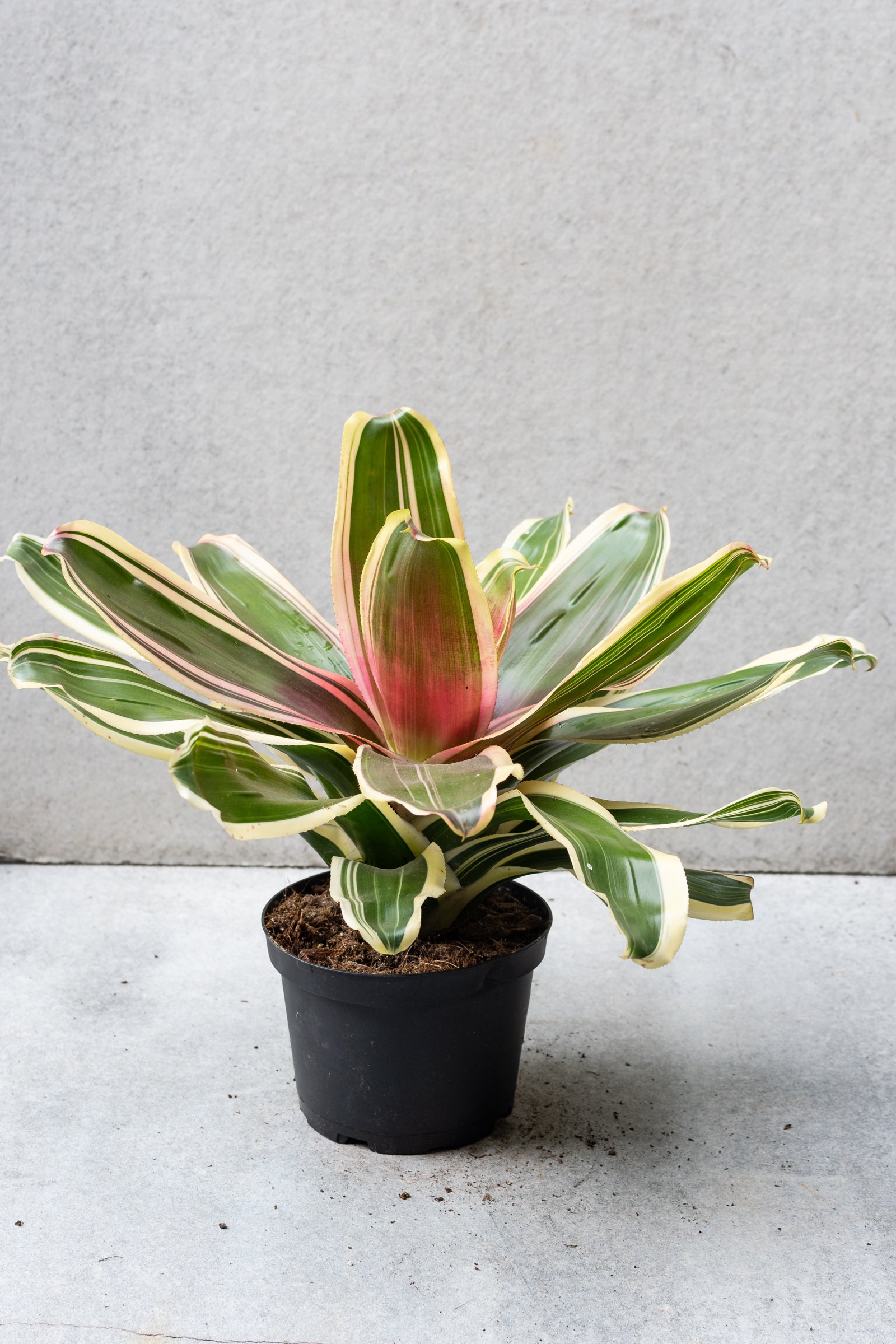 6 Pack Bromeliad Plants - Tropical Indoor & Outdoor Houseplants for Home Decor, Office, Garden, and Landscaping