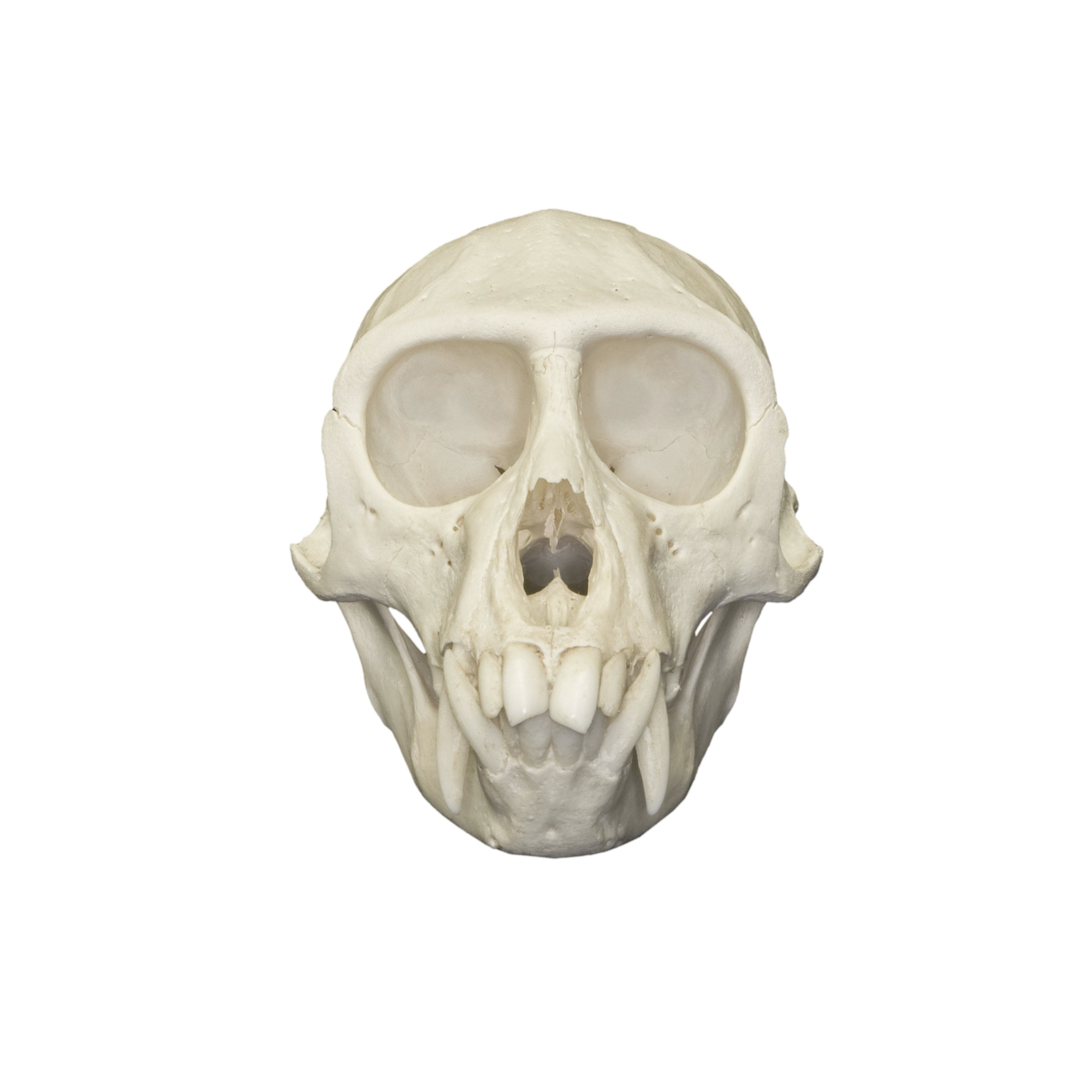 Authentic Vervet Monkey Skull - Male Specimen for Collectors, Taxidermy & Scientific Study | Perfect for Oddity Cabinets, Gothic Decor & Biology Classrooms