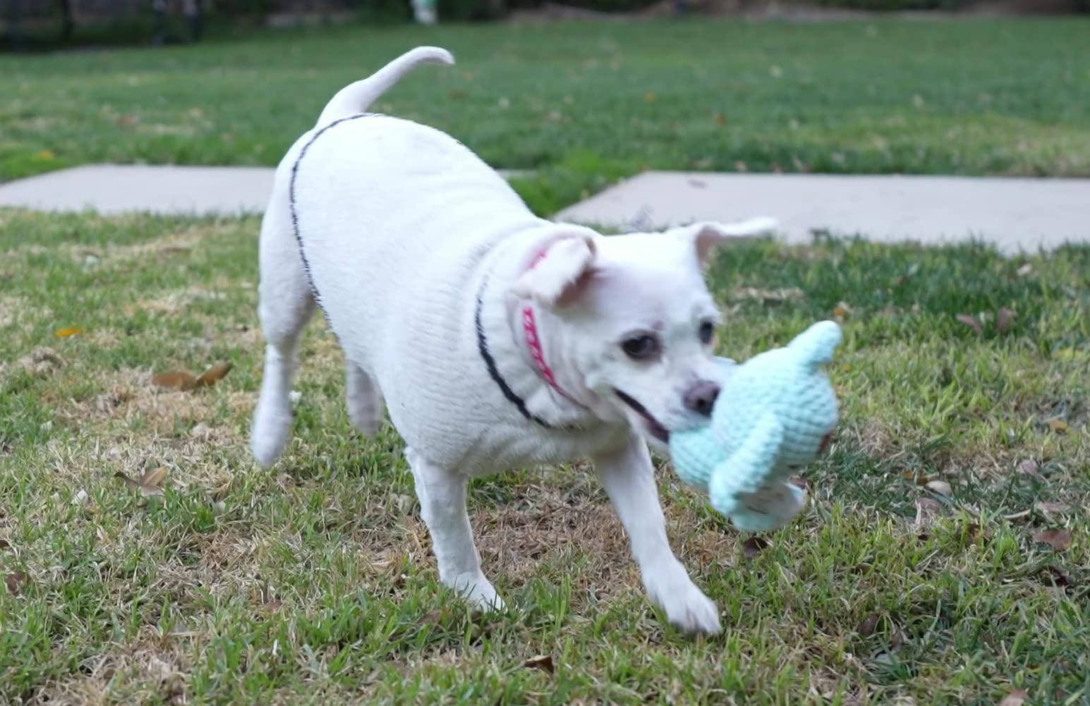 Kandi The Koala Small Plush Dog Toy - Soft Stuffed Animal for Kids, Cute Plushie Gift for Dog Lovers, Perfect for Cuddling & Playtime