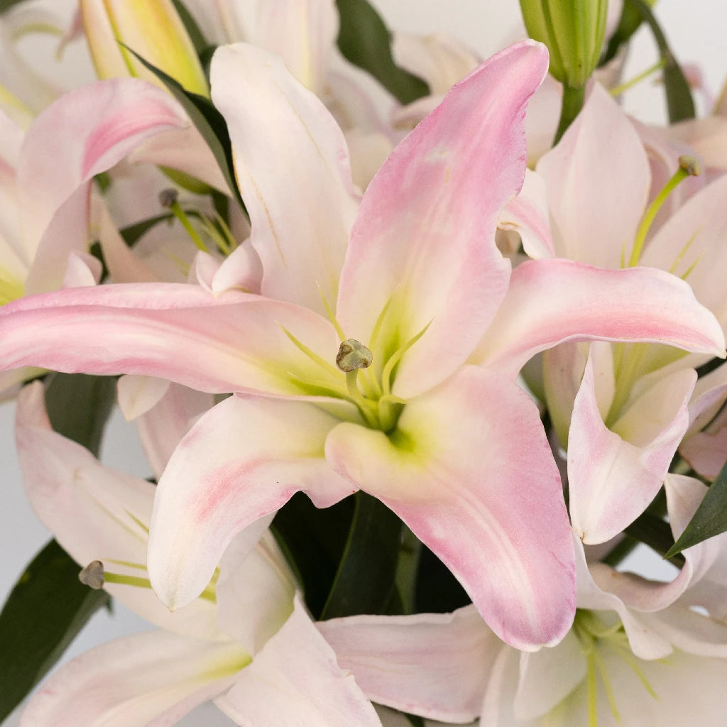 Blush Oriental Lily Bulbs - Fragrant Pink Flowers for Garden Planting, Wedding Bouquets & Home Decor