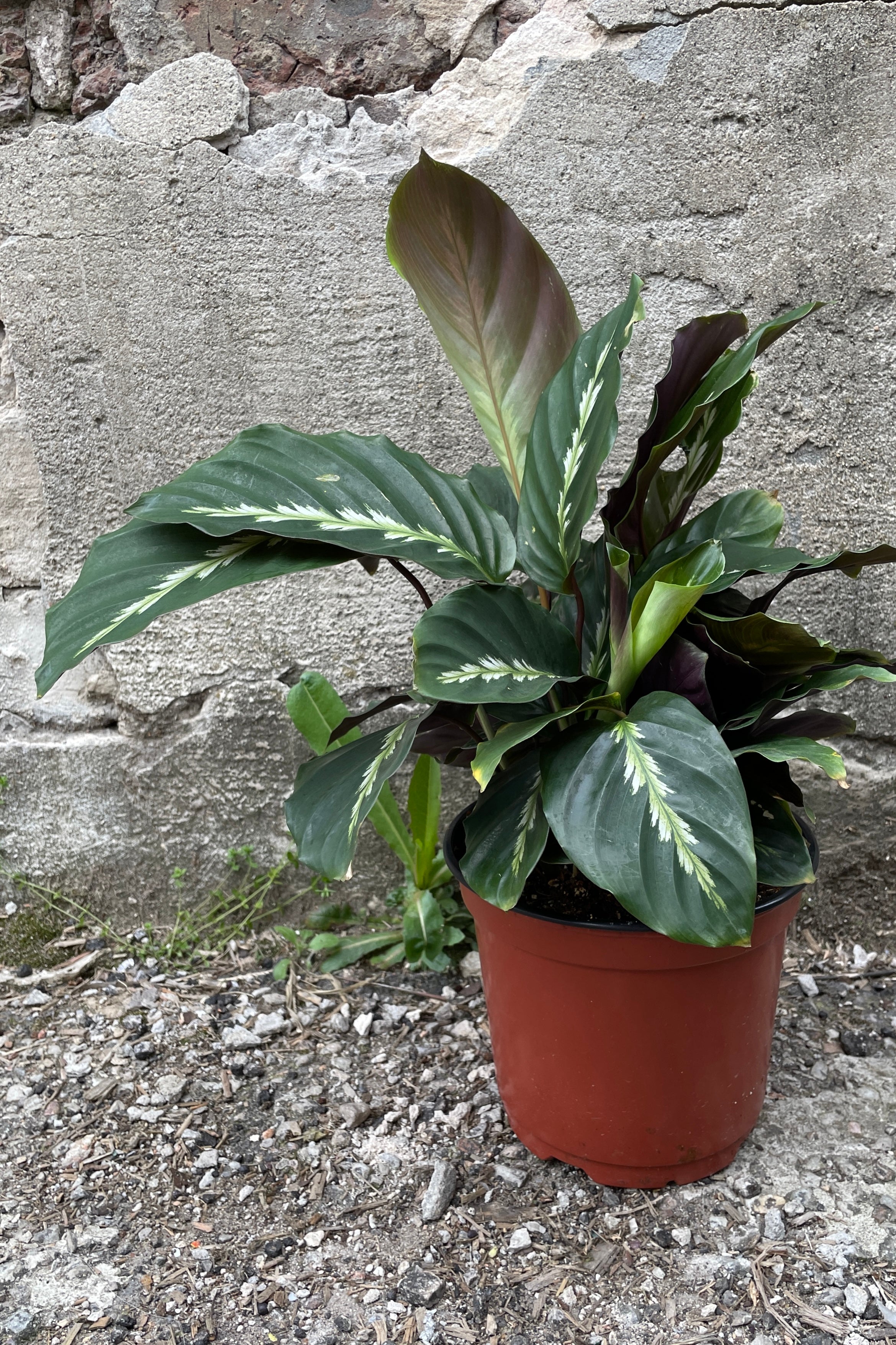 Calathea 'Maui Queen' 6 Inch Live Plant - Rare Tropical Indoor Houseplant with Vibrant Leaves | Perfect for Home Decor, Office Spaces & Low Light Areas