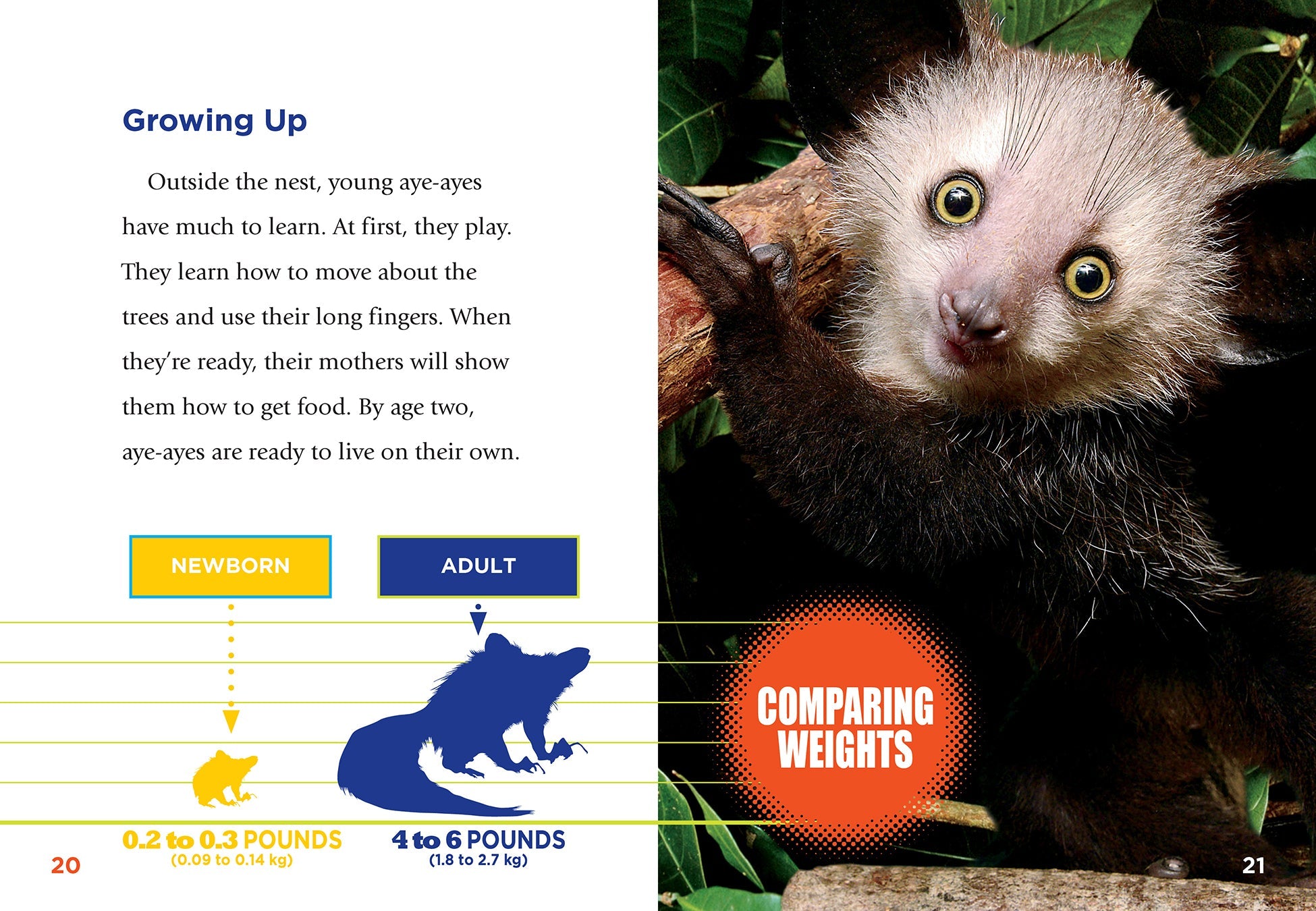 Aye-Ayes: Fascinating Nocturnal Primates - 9781623105648 | Perfect for Wildlife Enthusiasts & Nature Education