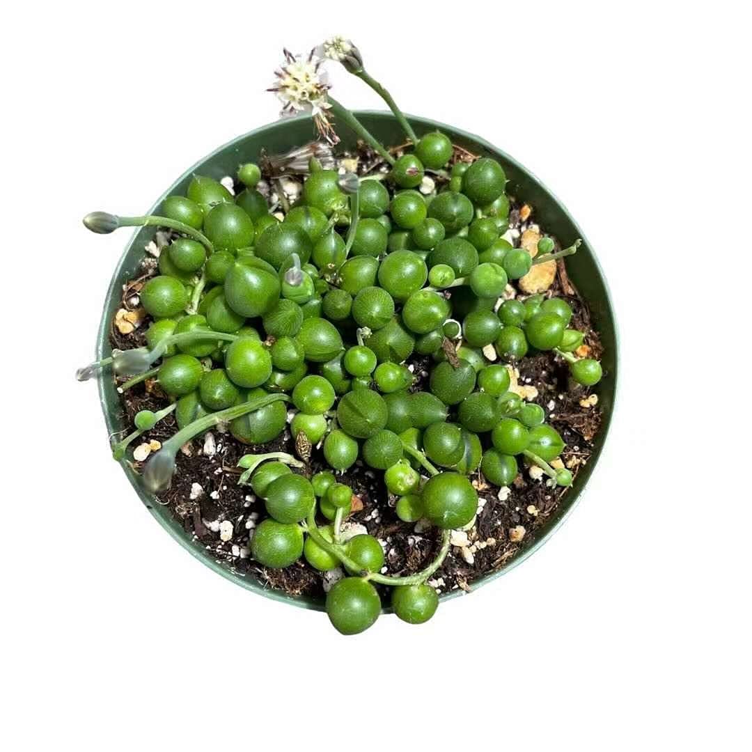 Live String of Pearls Succulent Plant - 4