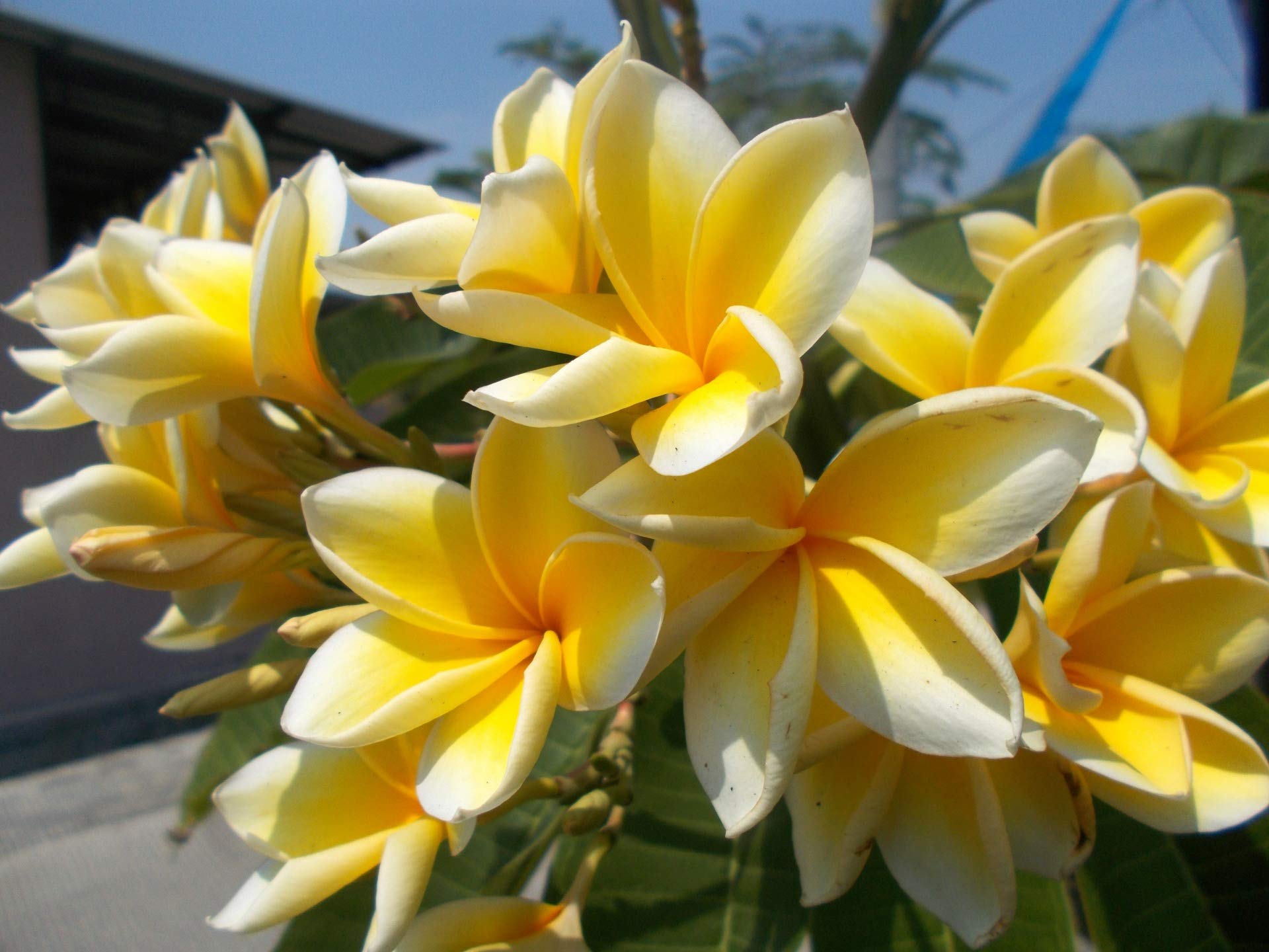 8 Hawaiian Live Plumeria Tree Cuttings - 2 White, Pink, Red, Yellow (9
