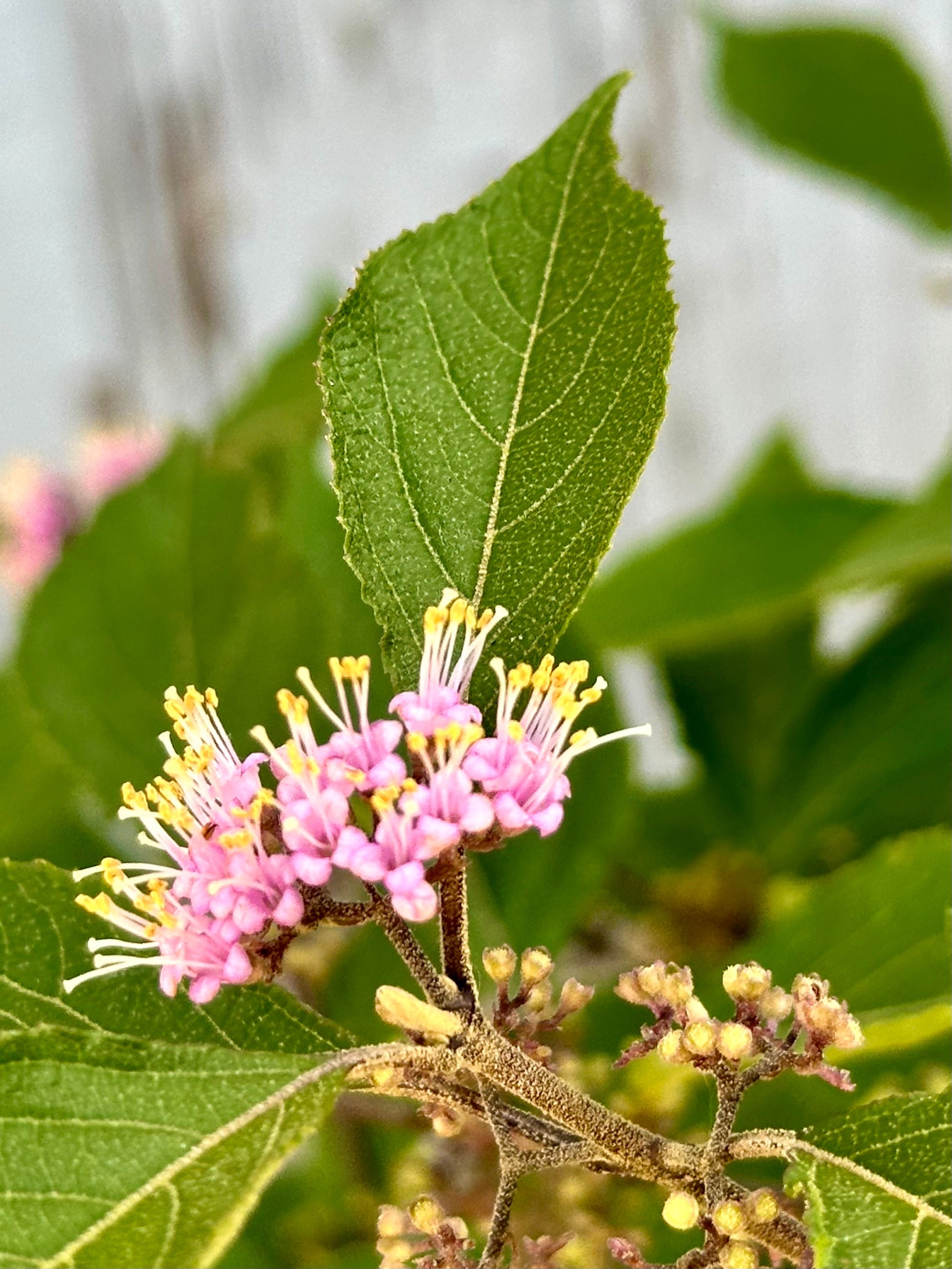 Callicarpa bodinieri 'Profusion' #3 - Beautiful Purple Beautyberry Shrub for Landscaping and Garden Decor