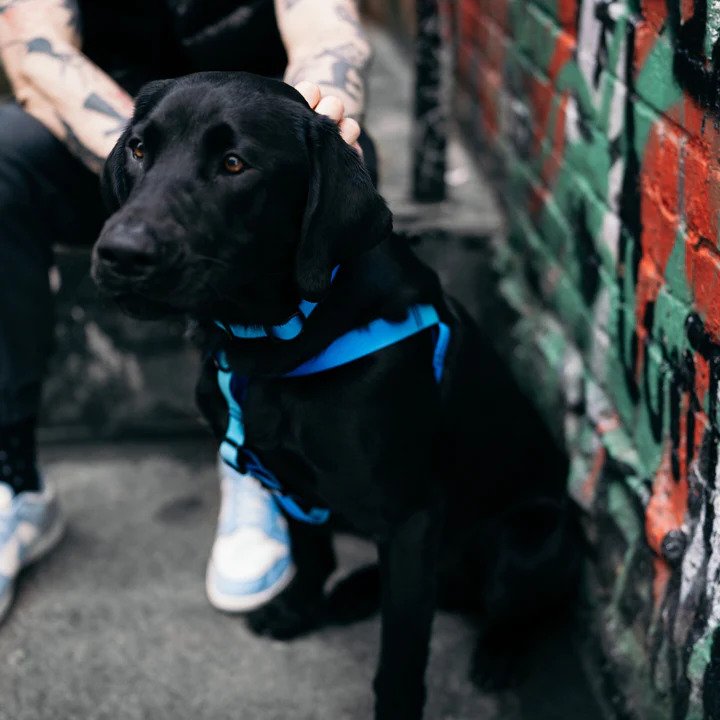 Waterproof Dog Harness for Small Medium Large Dogs - Adjustable Reflective Pet Vest with Handle for Outdoor Walking, Hiking & Swimming (Aqua Blue)