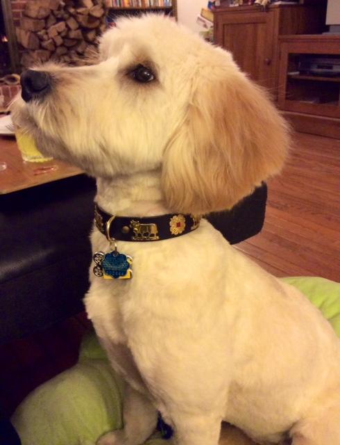 Small Contemporary Swiss Dog Collar - Premium Pet Accessory for Small Dogs | Perfect for Daily Walks, Training & Fashion Outfits