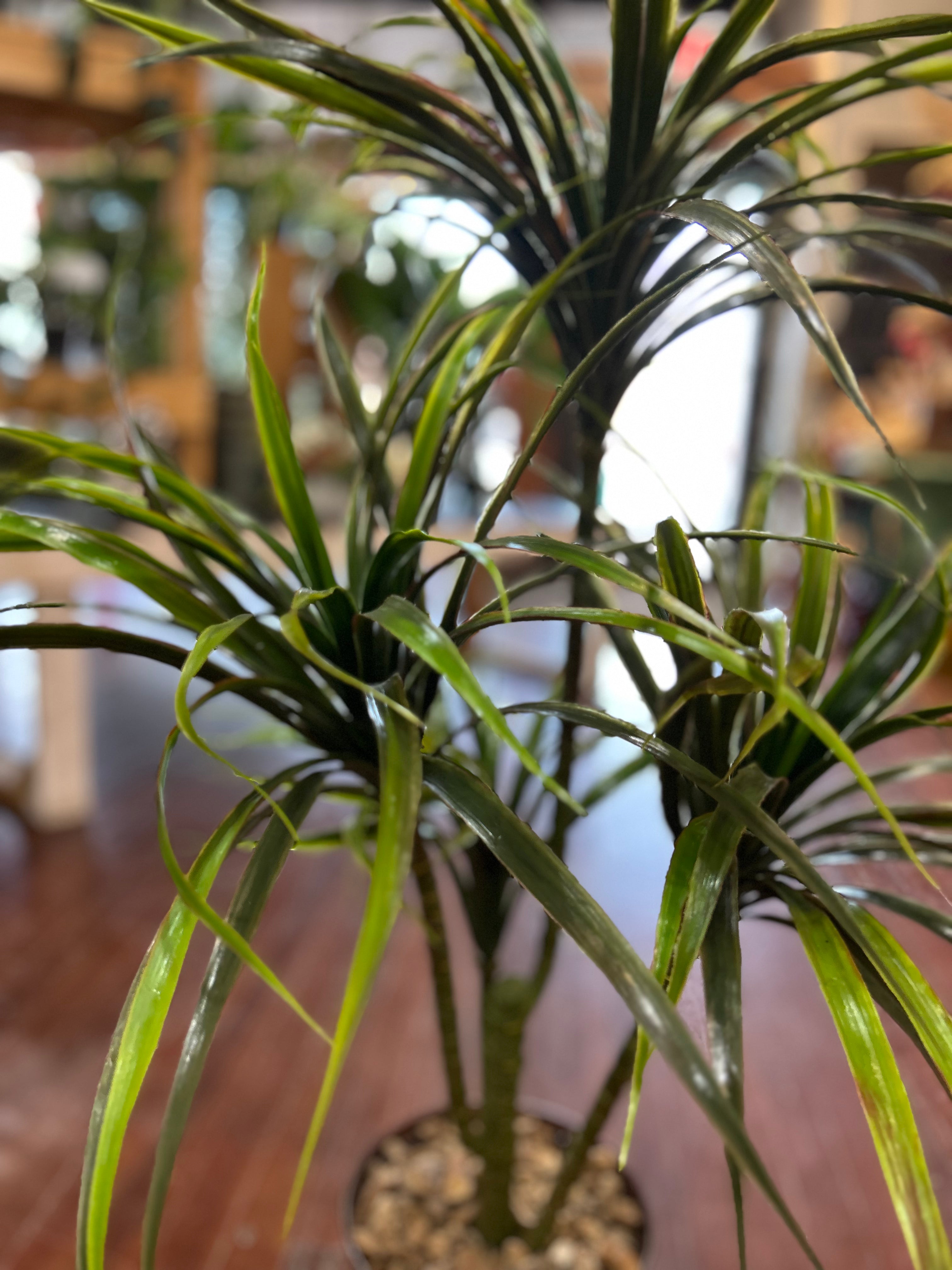6 Inch Silk Potted Dracaena Plant - Artificial Faux Dracaena Tree for Home Office Decor, Housewarming Gift, and Indoor Greenery Enhancement