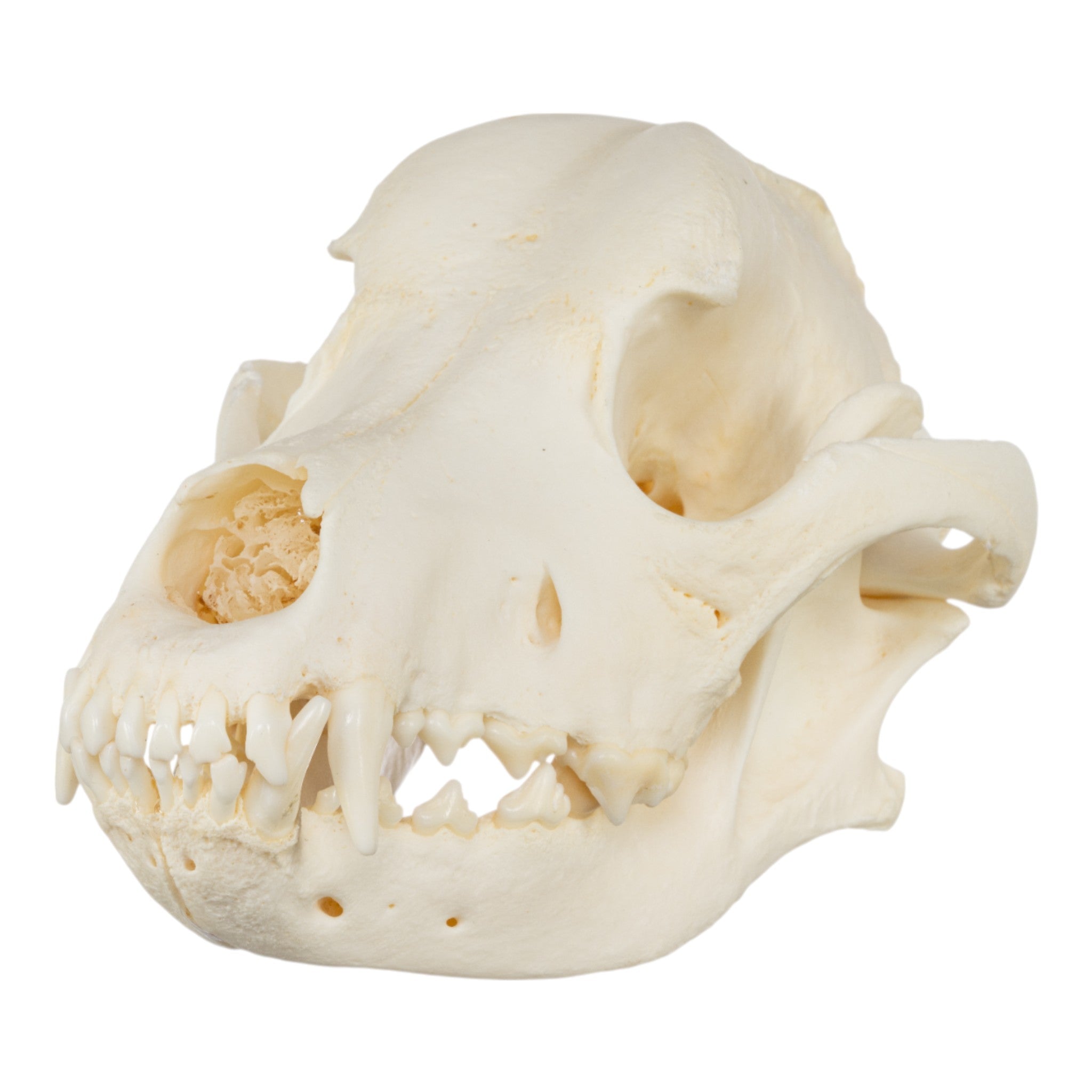 Authentic Rottweiler Dog Skull - Real Domestic Canine Skull for Veterinary Study, Halloween Decor, and Taxidermy Collectors