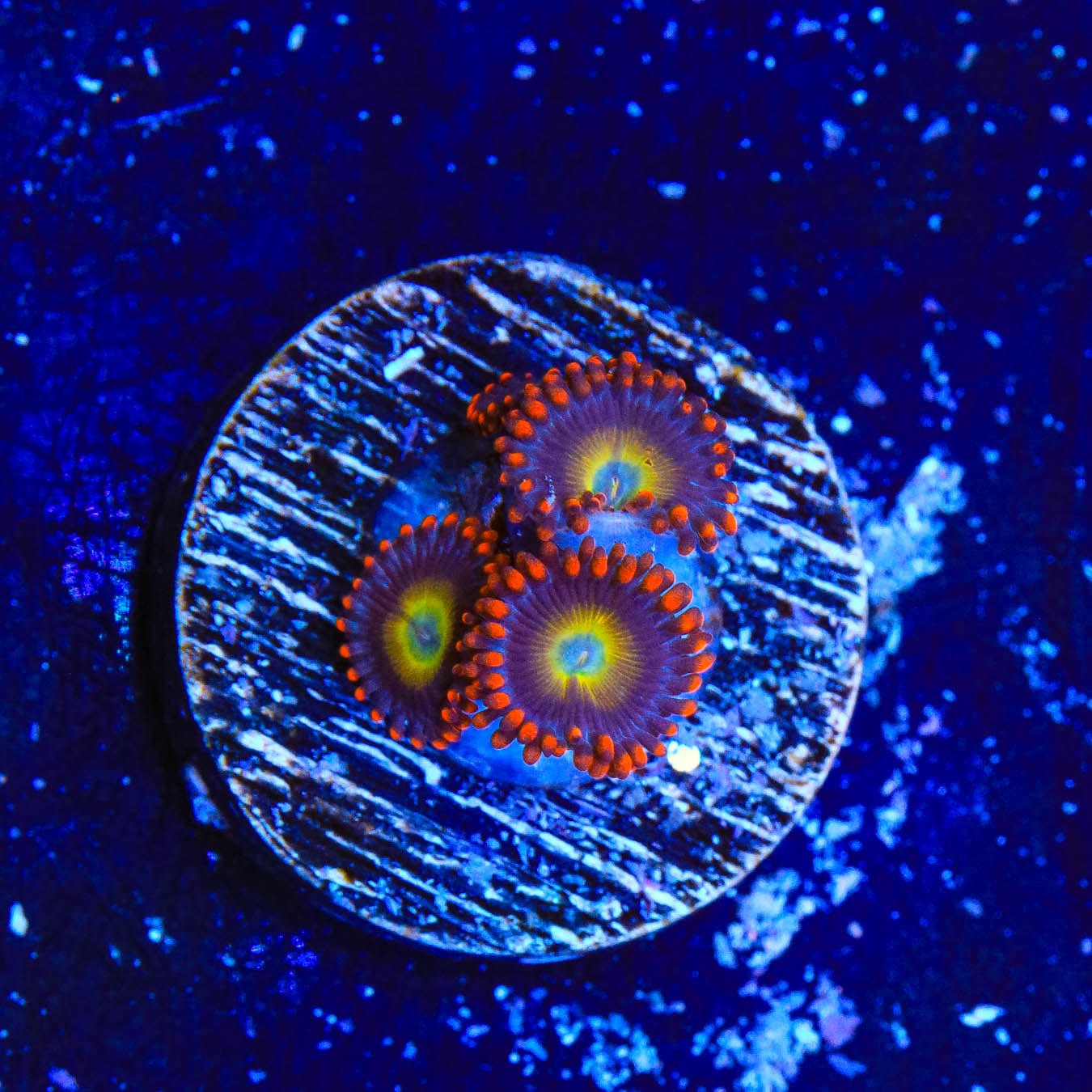 Premium Circus Freak Zoanthids Coral for Saltwater Aquariums – Vibrant Colors, Easy Care, Perfect for Reef Tanks & Marine Displays