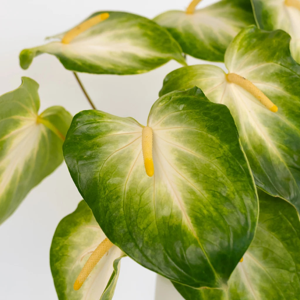 Anthurium Key Lime Tropical Flower - Exotic Live Plant for Home & Office Decor - Perfect for Indoor Gardens, Gifts, and Tropical Themes
