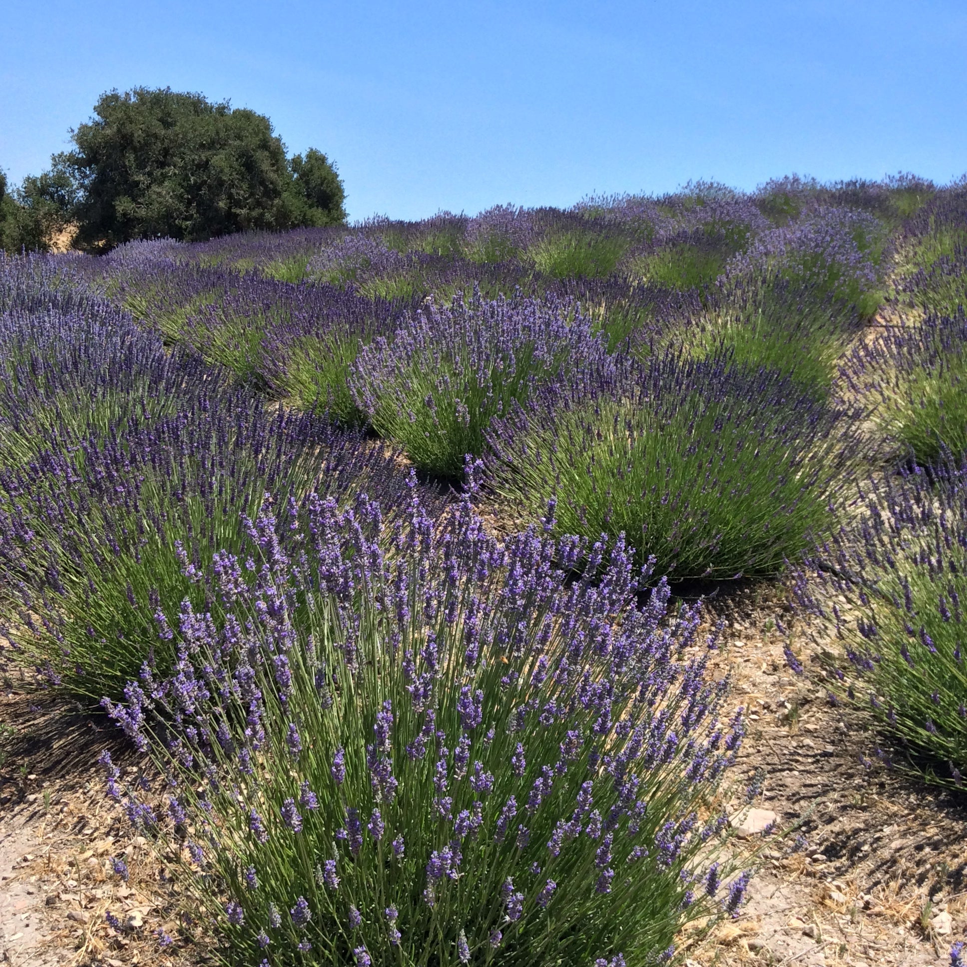 Free Lavender Sachet for Drawers & Closets - Natural Aromatherapy Scented Bags for Freshness & Relaxation - Perfect for Home, Office & Travel