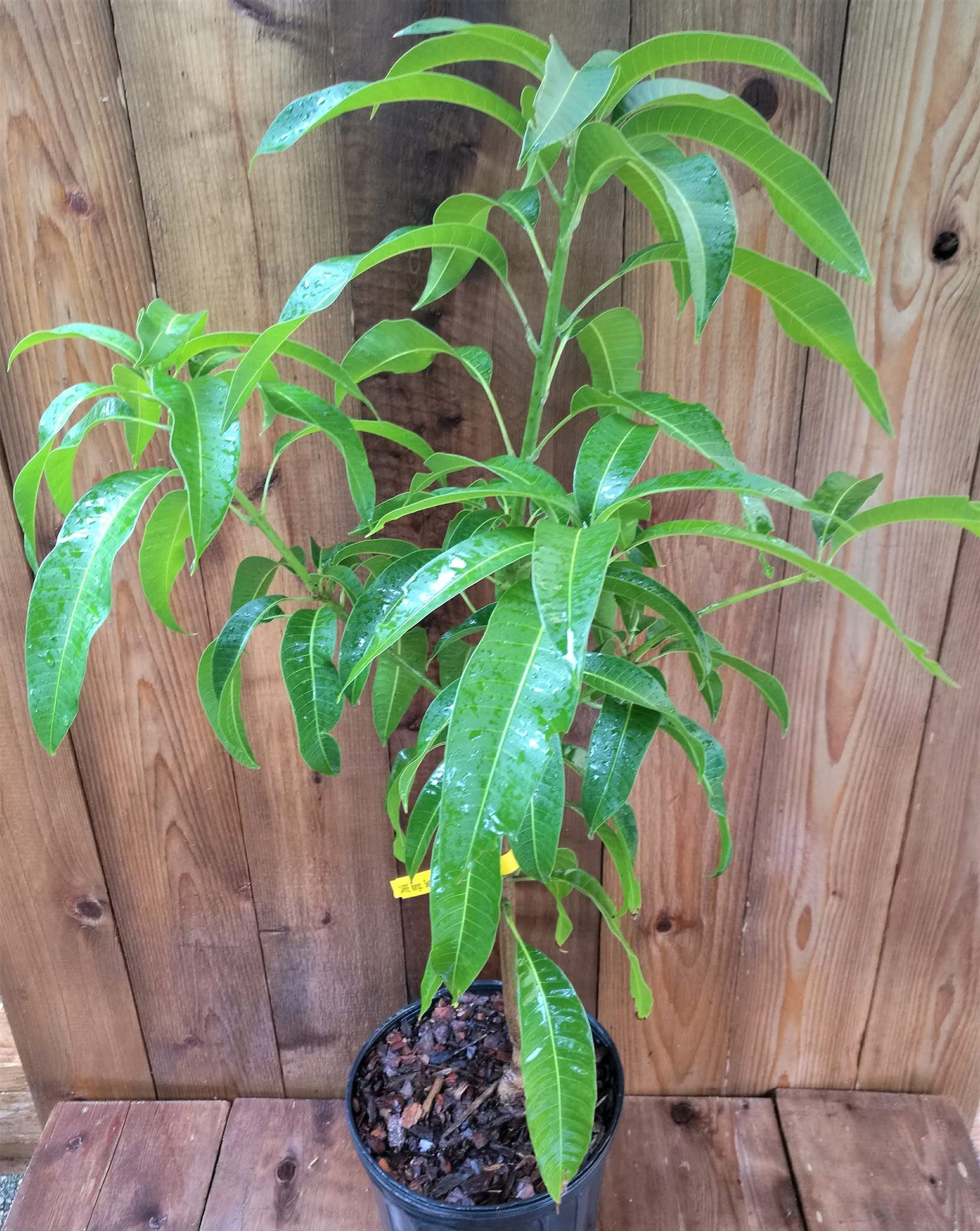 Carrie Mango Tree (Mangifera Indica) - Live Tropical Fruit Tree in 3 Gallon Pot - Sweet Edible Mangoes for Home Garden, Patio or Backyard - Perfect for Fresh Eating, Juicing and Landscaping