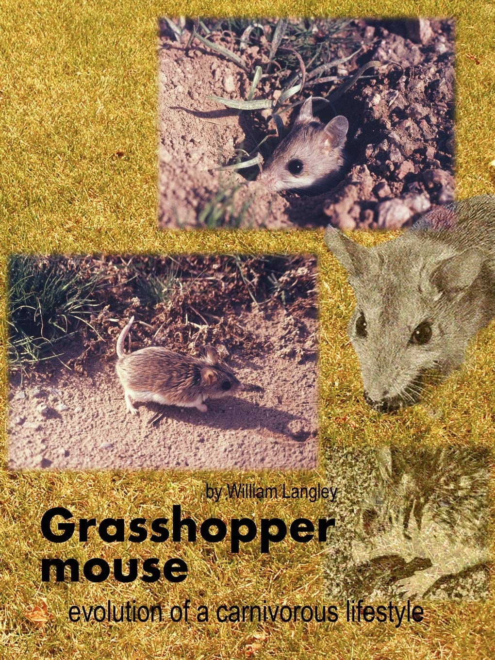 Grasshopper Mouse: Evolution of a Carnivorous Lifestyle - Unique Pet for Reptile Enthusiasts & Educational Use in Biology Classrooms