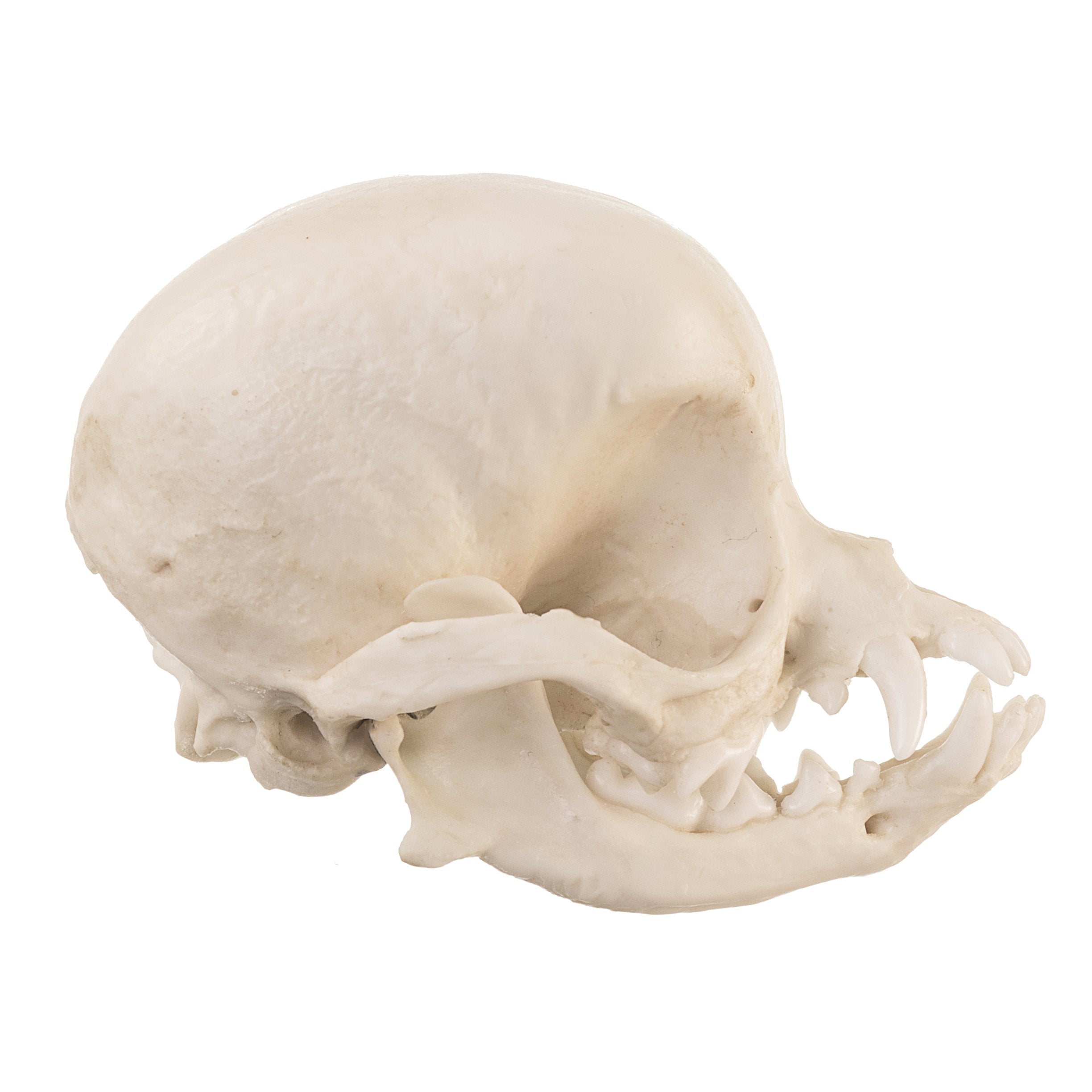 Authentic Replica Apple Head Chihuahua Dog Skull - Detailed Canine Anatomy Model for Veterinary Study, Halloween Decor & Taxidermy Display