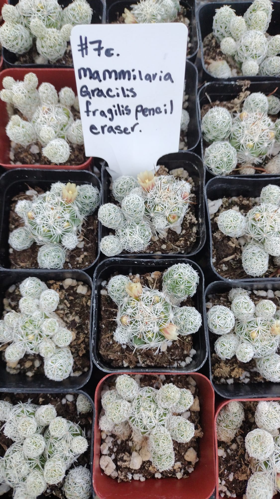 #7C Mammillaria Gracilis Fragilis Cactus - Pencil Eraser Size 2 | Perfect for Miniature Gardens, Terrariums, and Succulent Arrangements