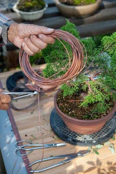 Glopro Anodized Aluminum Bonsai Training Wire - 3.5mm Thick, 10 Meters Long - Perfect for Shaping and Styling Bonsai Trees, DIY Plant Sculpting & Garden Art Projects