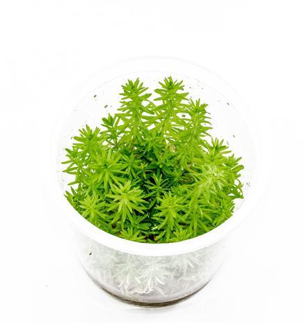TCulture Pogostemon Erectus Live Aquarium Plant (TC Cup) - Perfect for Freshwater Fish Tanks, Aquascaping & Aquatic Gardens