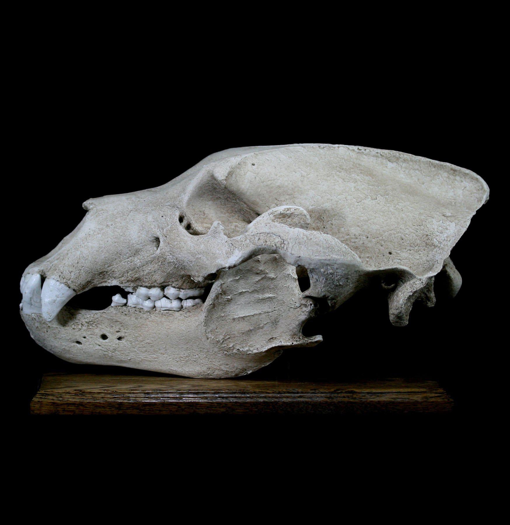 Authentic Grizzly Bear Skull Replica with Display Stand - Lifelike Taxidermy Decor for Home, Office, or Hunting Lodge - Perfect for Halloween, Cabin Decor, and Wildlife Enthusiasts