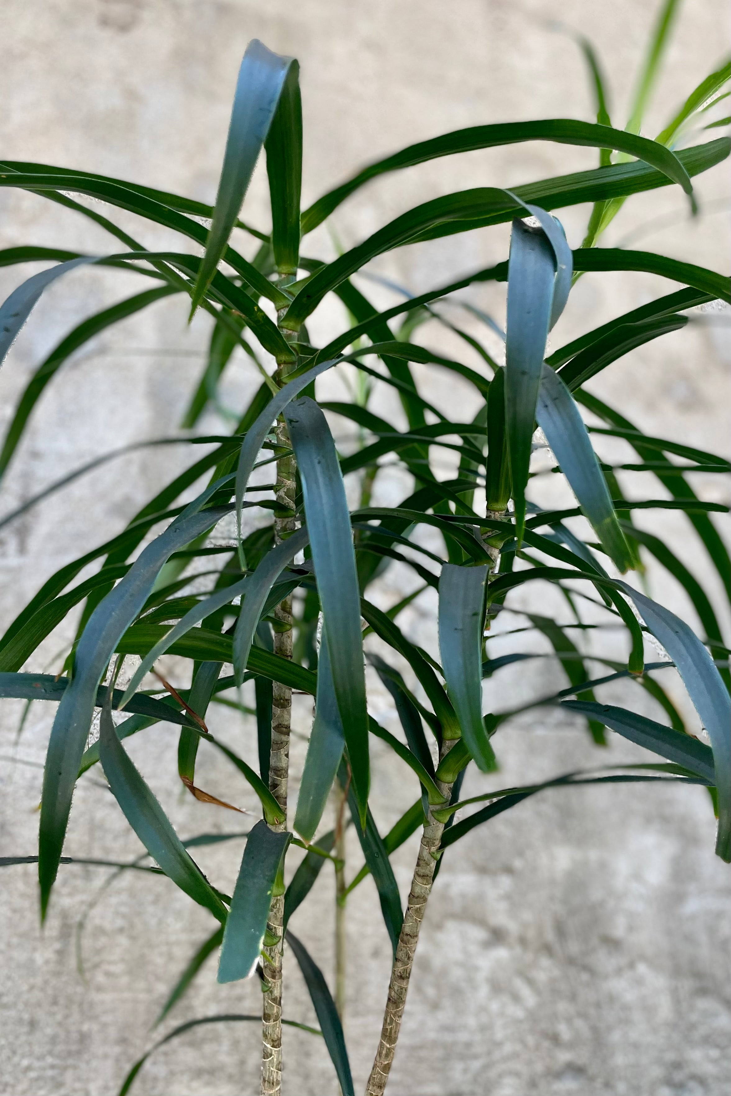 Dracaena 'Anita' Clump Form 10