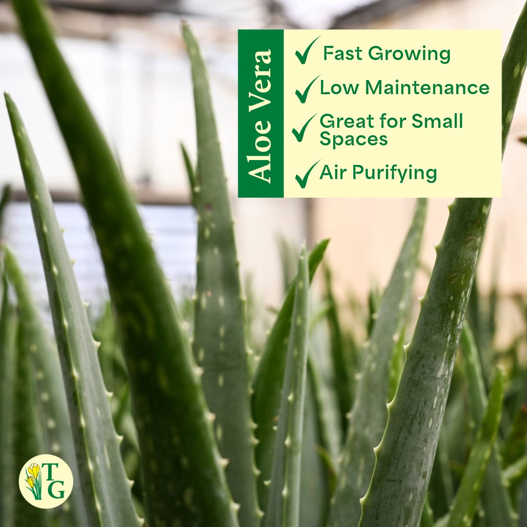 Thorsen's Live Aloe Vera Plant (Aloe barbadensis) - 4