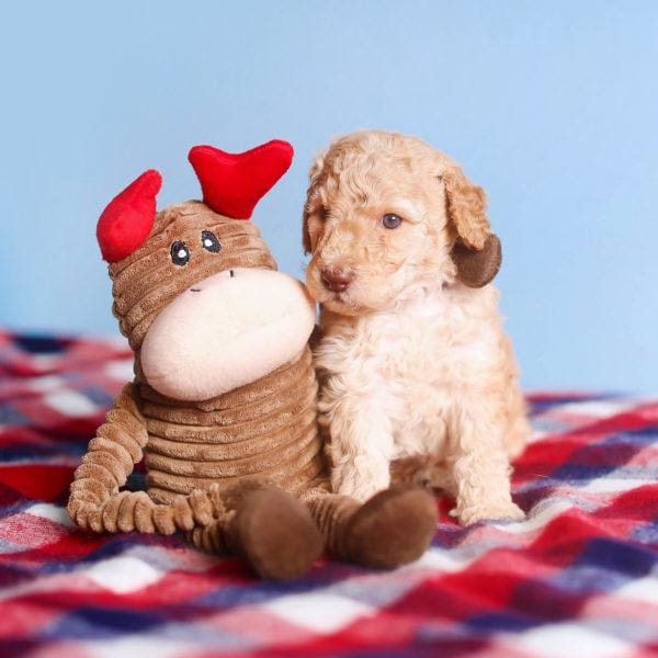ZippyPaws Holiday Crinkle Reindeer Plush Dog Toy for Small Dogs - Interactive Squeaky & Crinkle Sound Puppy Chew Toy for Christmas Playtime & Training (10% OFF)