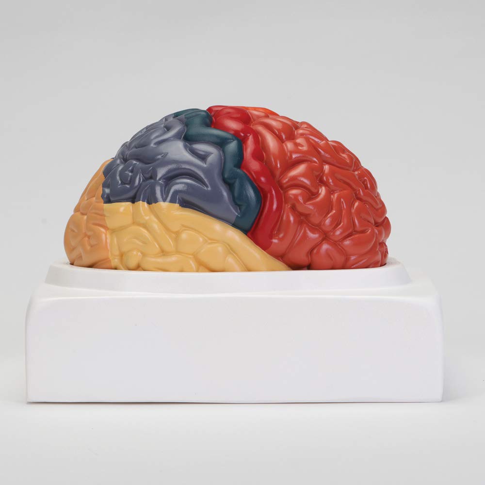 Altay Human Brain Model - Anatomically Accurate Brain Structure for Medical Study, Education & Science Classroom Display