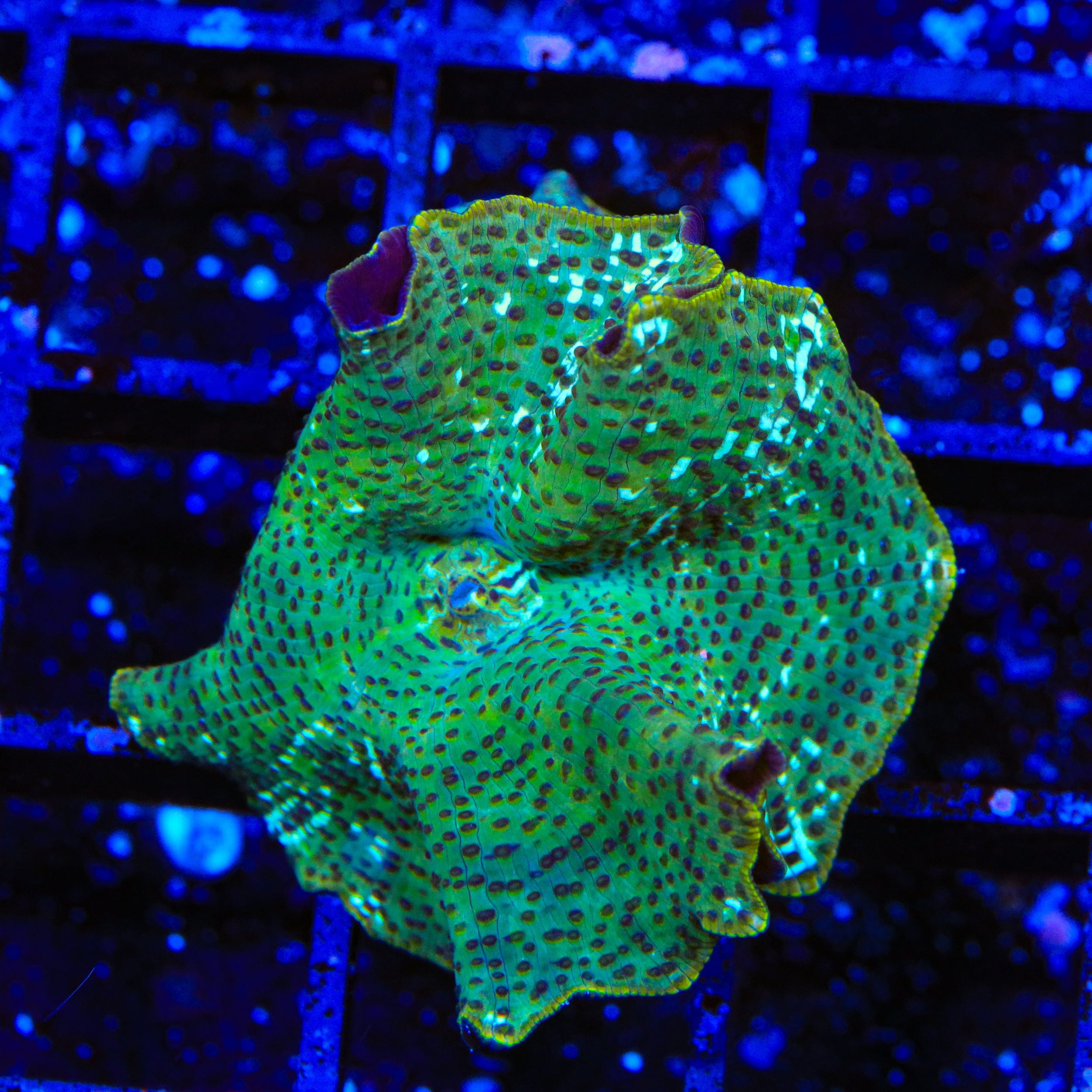 Dream Catcher Mushroom Coral - Saltwater Aquarium Coral for Reef Tanks | Perfect for Marine Aquascaping and Home Decor