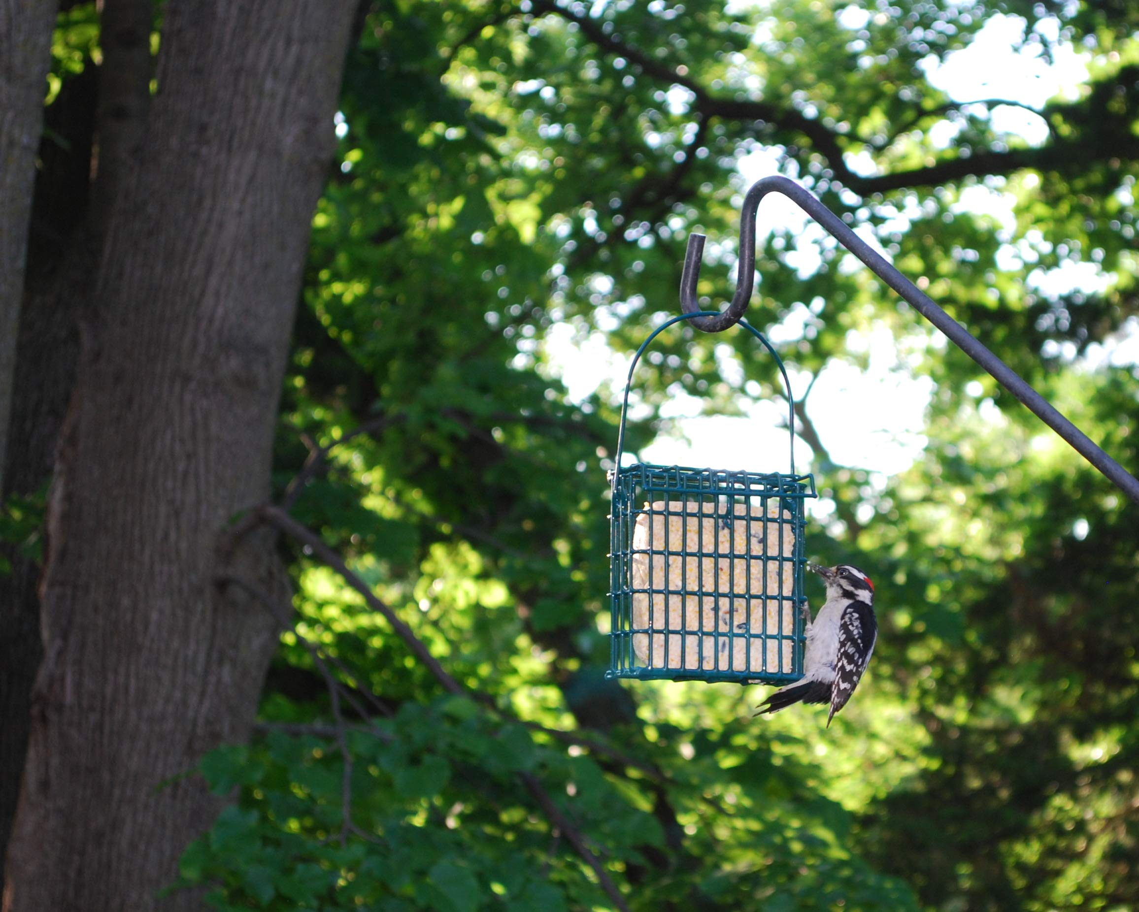Premium Bird Suet Variety Pack - 8 Pack (11 oz Each) | High-Energy Woodpecker Suet Cakes for Wild Birds | Perfect for Backyard Bird Feeders & Winter Bird Feeding