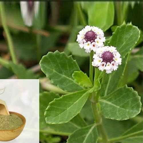 Organic Lippia Nodiflora Powder (Poduthalai) | Wild Turmeric Powder | Curry Leaf Powder | 100% Natural Herbal Supplement (300g) - For Ayurvedic Remedies, Skin Care & Hair Growth