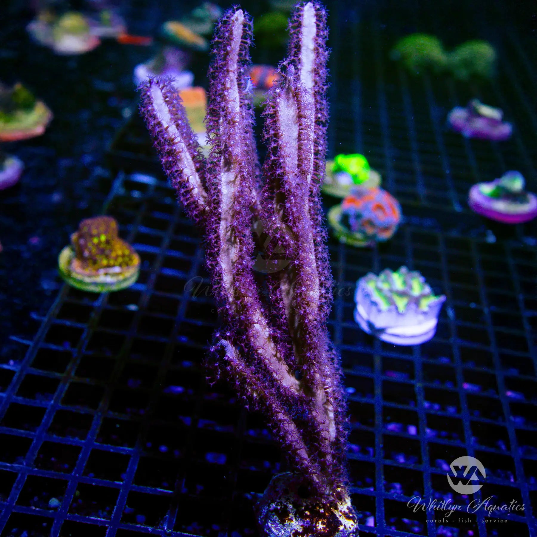A04 XL Gorgonian Coral (~6 Inches) - Premium Saltwater Aquarium Decor for Reef Tanks - Perfect for Marine Habitat Enhancement and Underwater Scaping