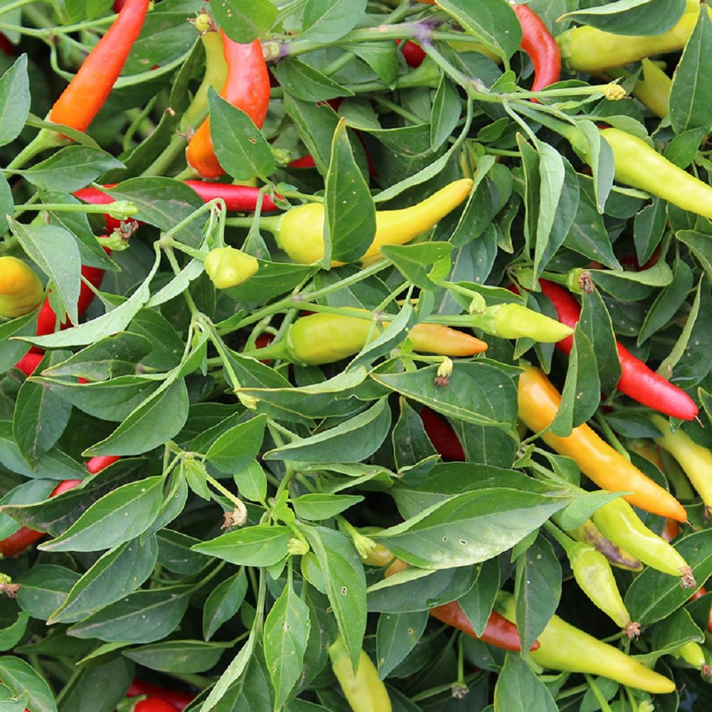 Red Hot Chili Pepper Seeds - Pack of 20 Non-GMO Heirloom Seeds for Planting | Perfect for Home Gardens, Spicy Cooking & DIY Gifts