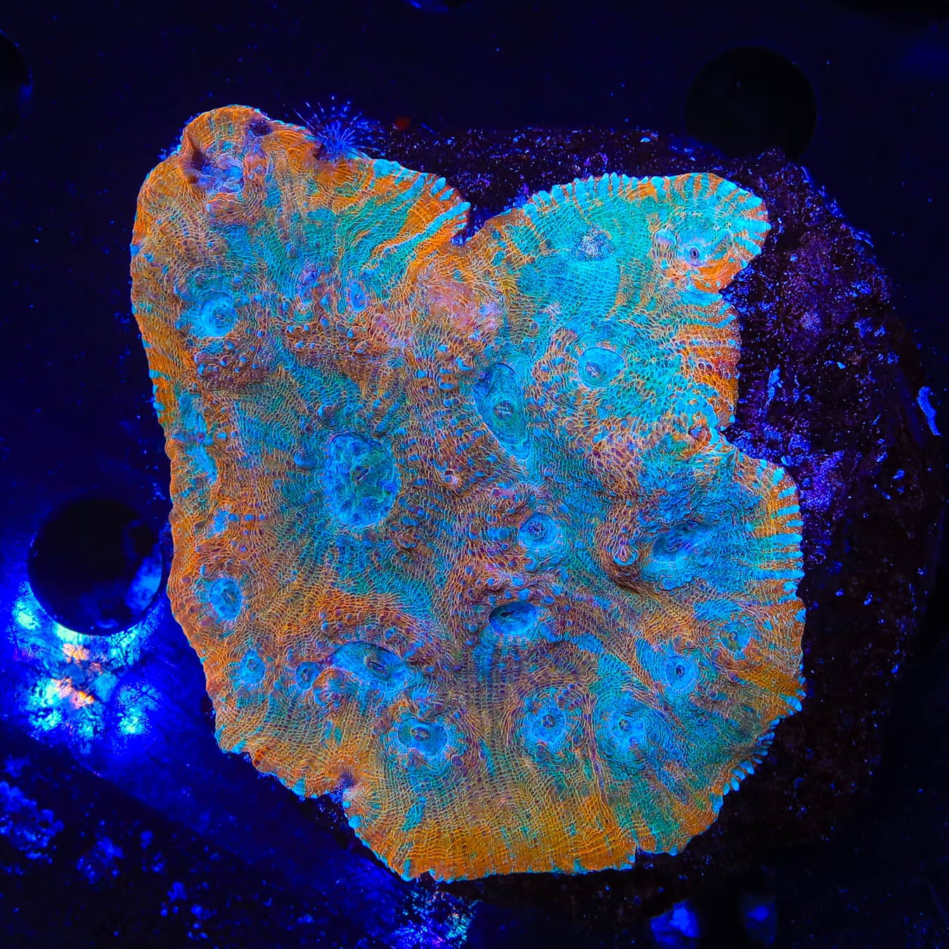Frozen Tangerine Chalice Colony Coral - Premium Saltwater Aquarium Coral for Reef Tanks | Perfect for Marine Tank Decoration & Coral Propagation