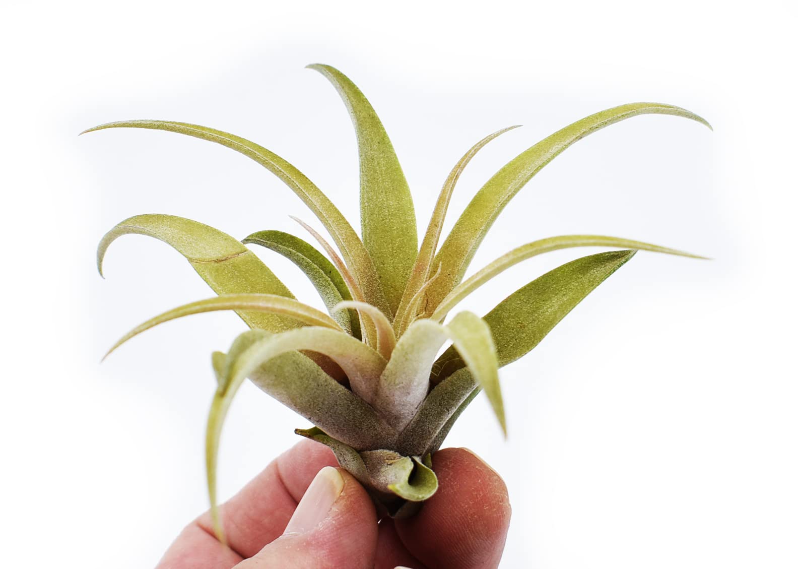 Tillandsia Capitata Peach Air Plant (2 Inch) - Low Maintenance Live House Plant for Home, Office, Wedding Decor - Perfect for Terrariums, Beach Weddings & Indoor Greenery