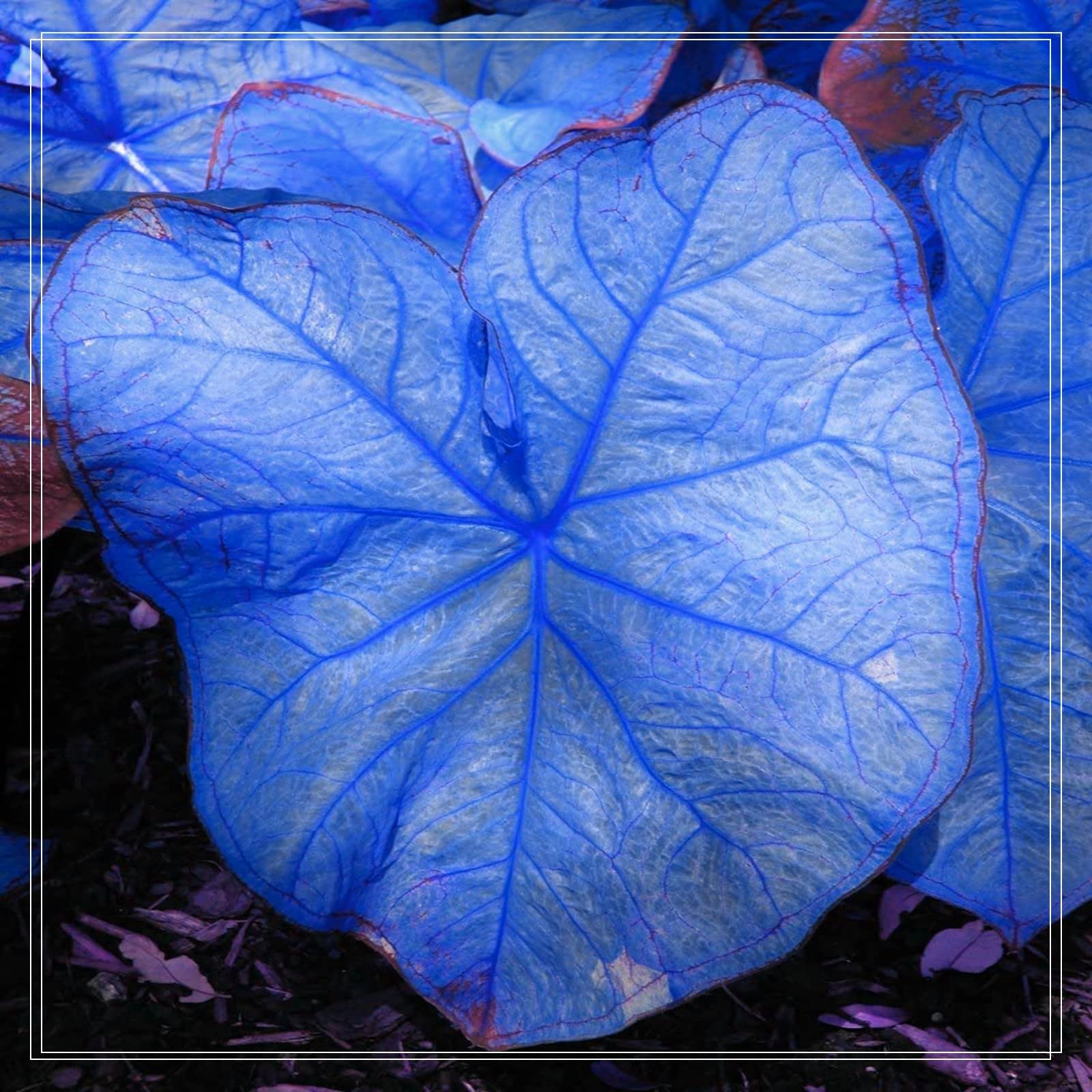 Colocasia Taro Bulbs - 3 Pack Elephant Ear Plant Bulbs for Garden Planting | Perennial Tropical Foliage Plants | Perfect for Outdoor Landscaping, Patio Decor & Container Gardening