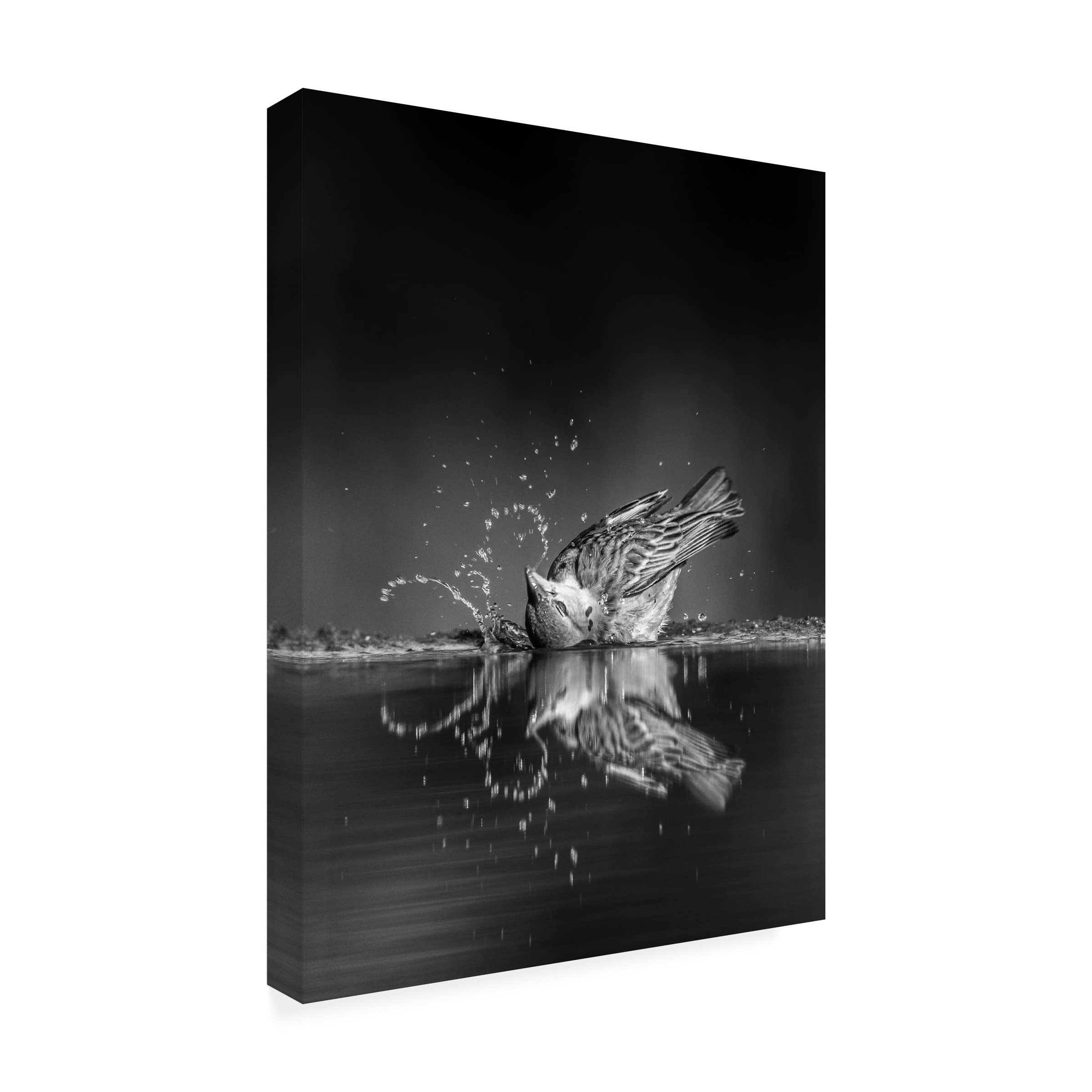 Trademark Fine Art 'Swoosh' Canvas Wall Art by Jaco Marx - Modern Abstract Painting for Living Room, Bedroom & Office Decor