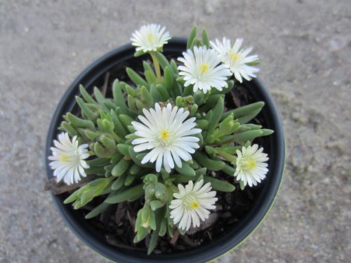 100 Gelato White ICE Plant Mesembryanthemum Daisy Livingstone Flower Seeds - Drought Tolerant Ground Cover for Sunny Gardens, Rock Gardens & Xeriscaping