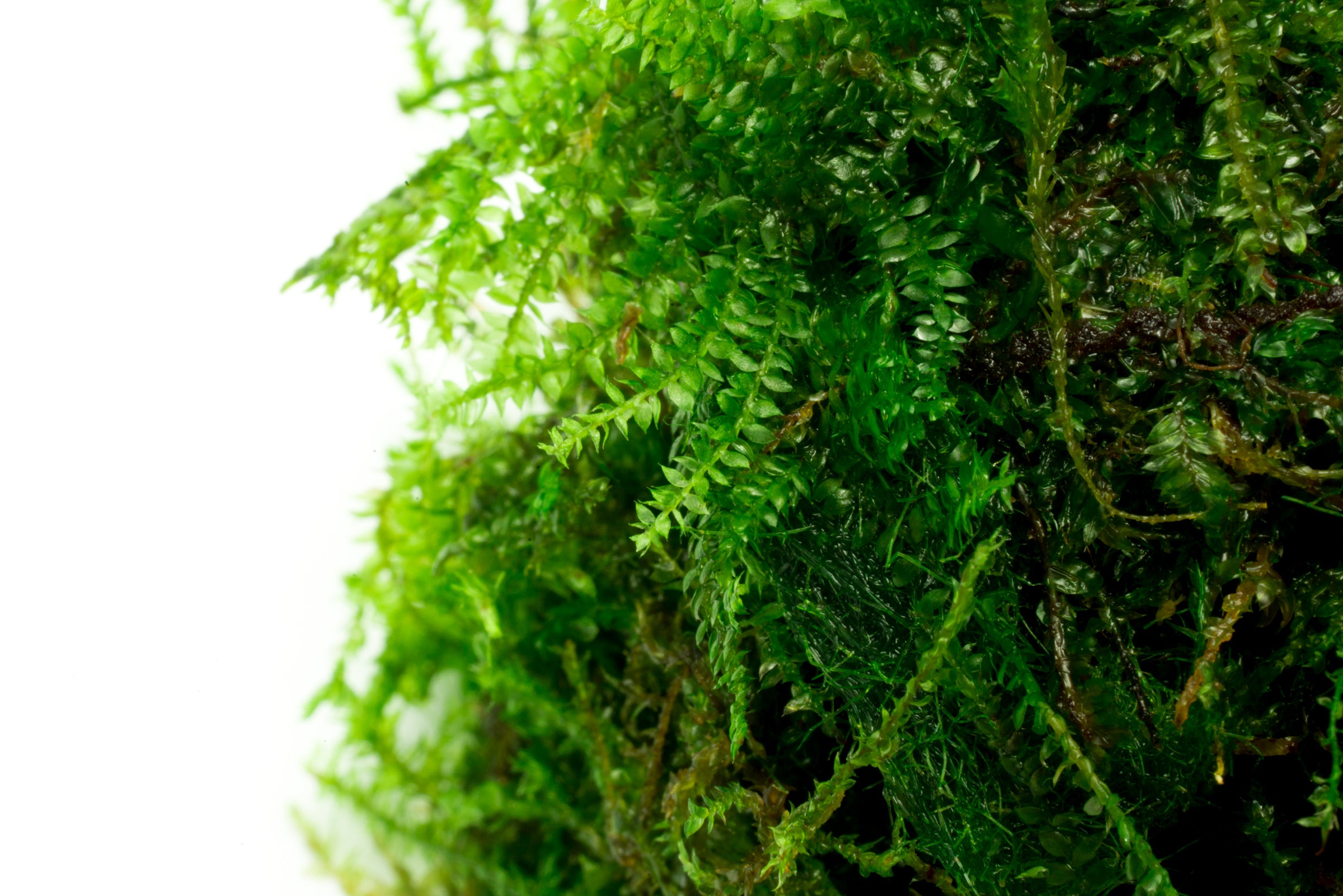 Premium Weeping Moss (Vesicularia ferriei) for Aquascaping - Live Aquatic Plant for Fish Tanks, Terrariums & Paludariums - Creates Stunning Waterfall Effect in Aquariums
