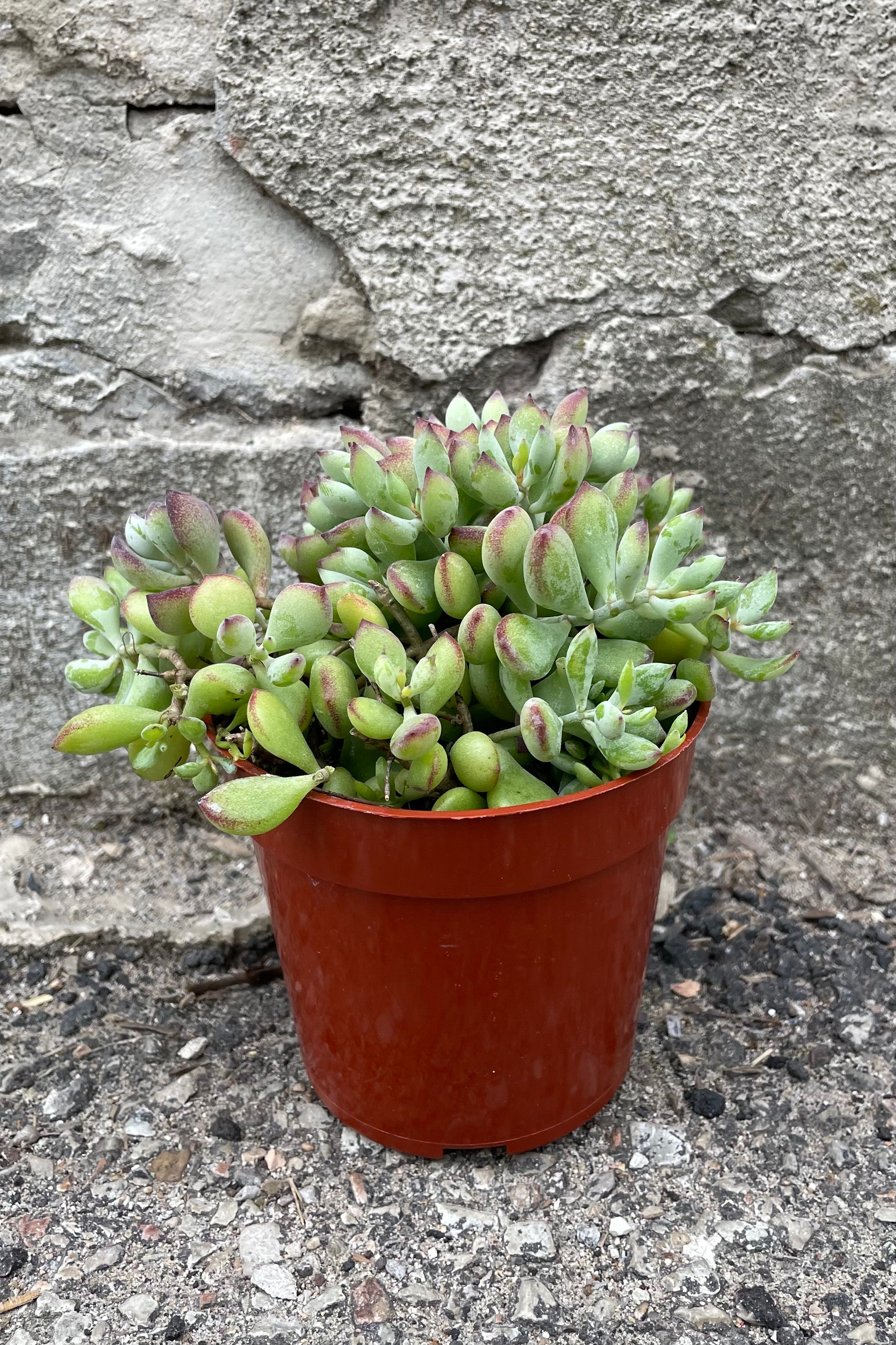 Cotyledon Pendens Succulent Plant - 4 Inch Hanging Basket - Perfect for Indoor Home Decor, Office Greenery, and Gift Ideas